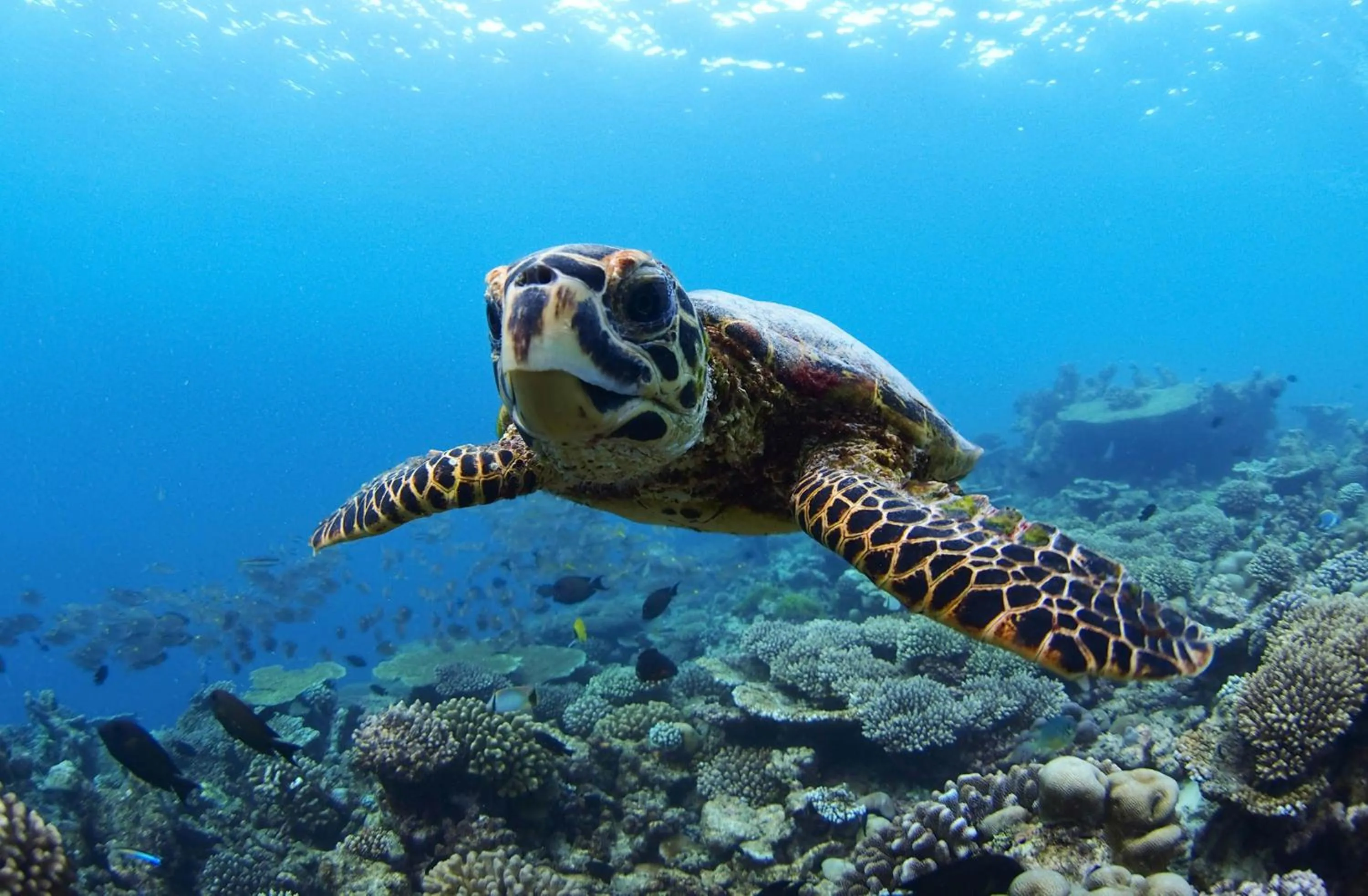 Snorkeling in Four Seasons Resort Maldives at Landaa Giraavaru