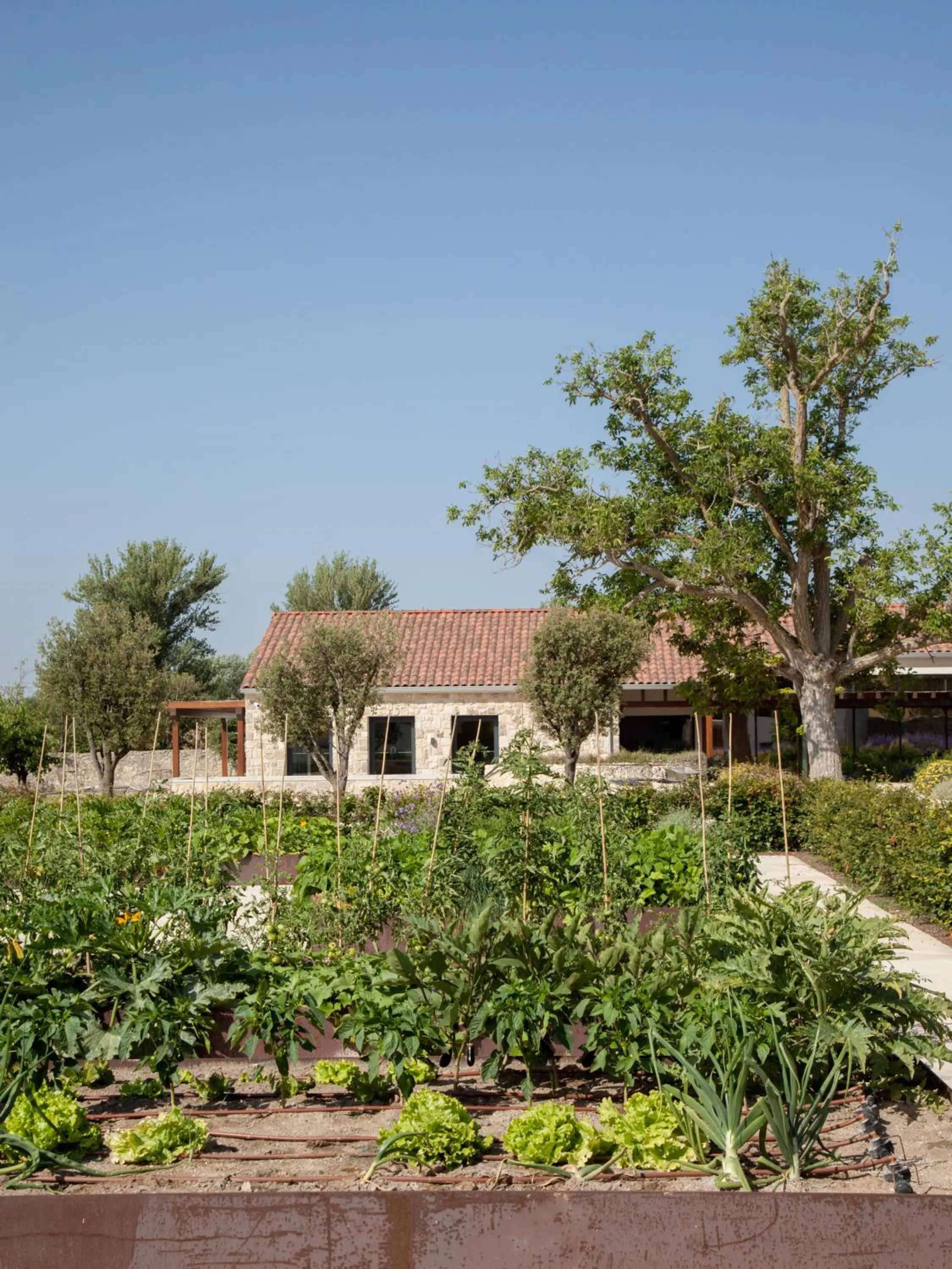 Garden in Quinta San Francisco