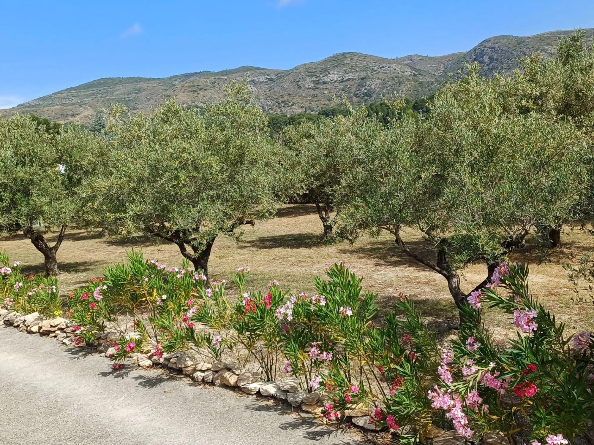 Garden view in B&B Casa Vitalidad