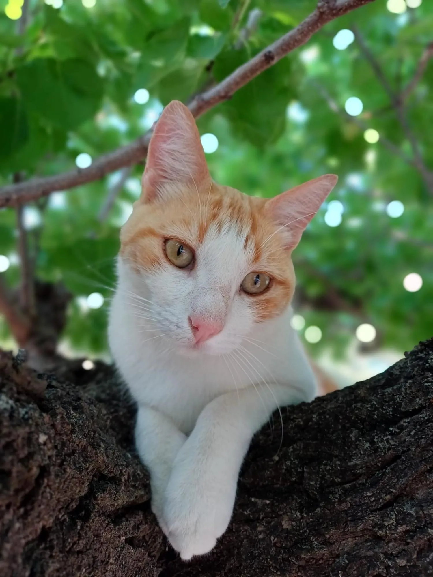 Animals in B&B Casa Vitalidad