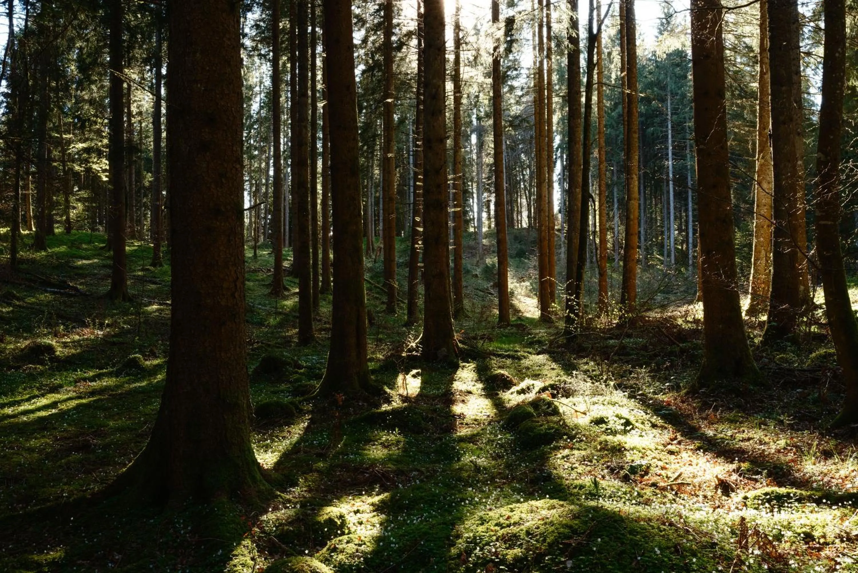 Hiking in Boutique Hotel Mühle Schluchsee