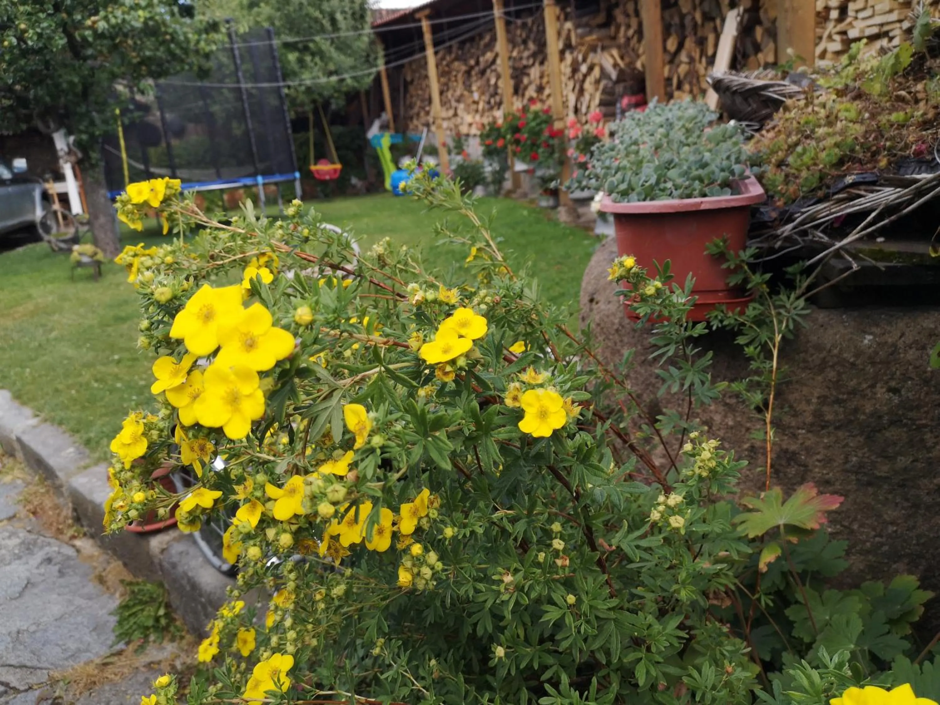 Garden in Hotel Rai