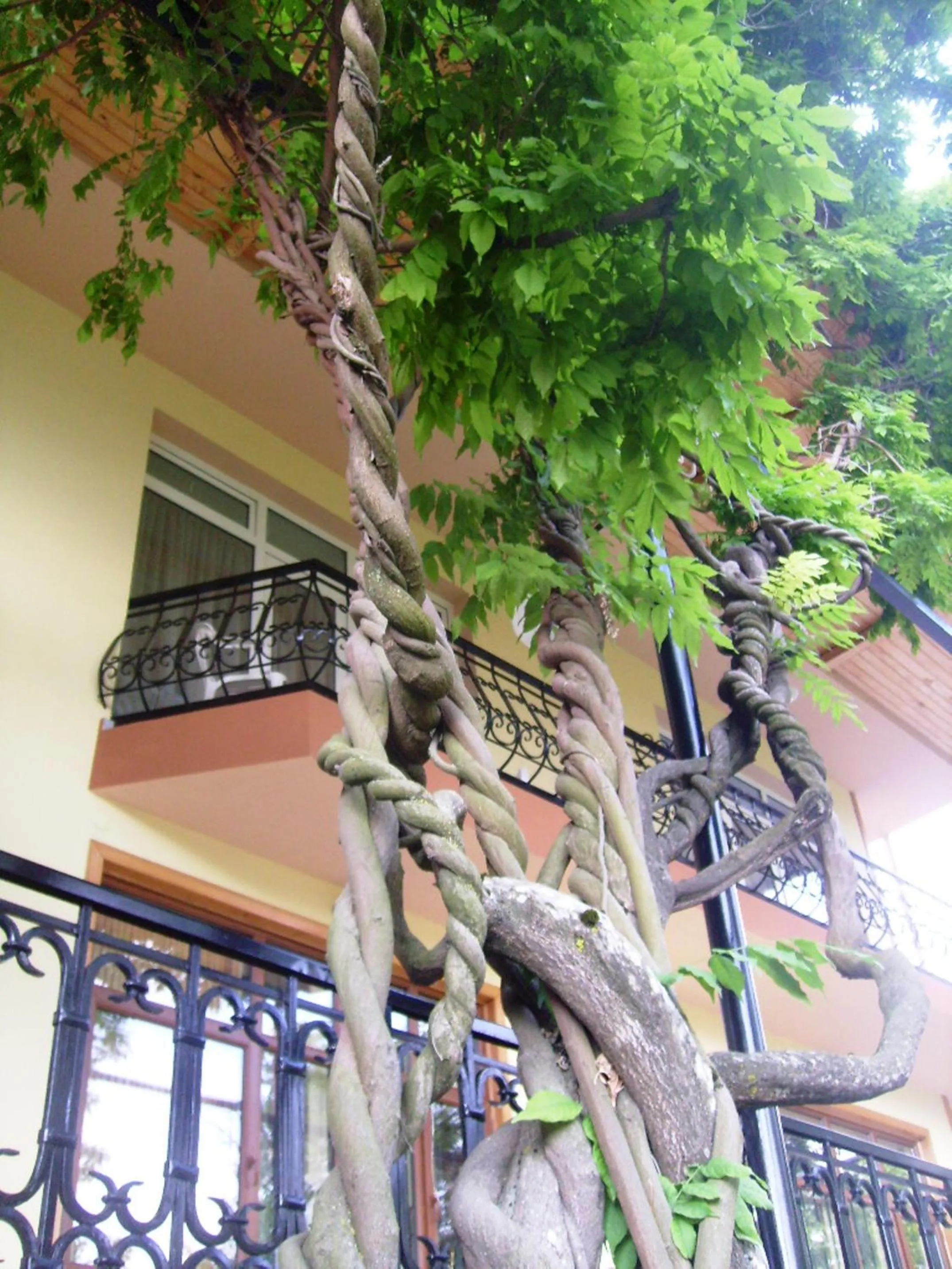 Decorative detail in Casanova Inn - Boutique Hotel