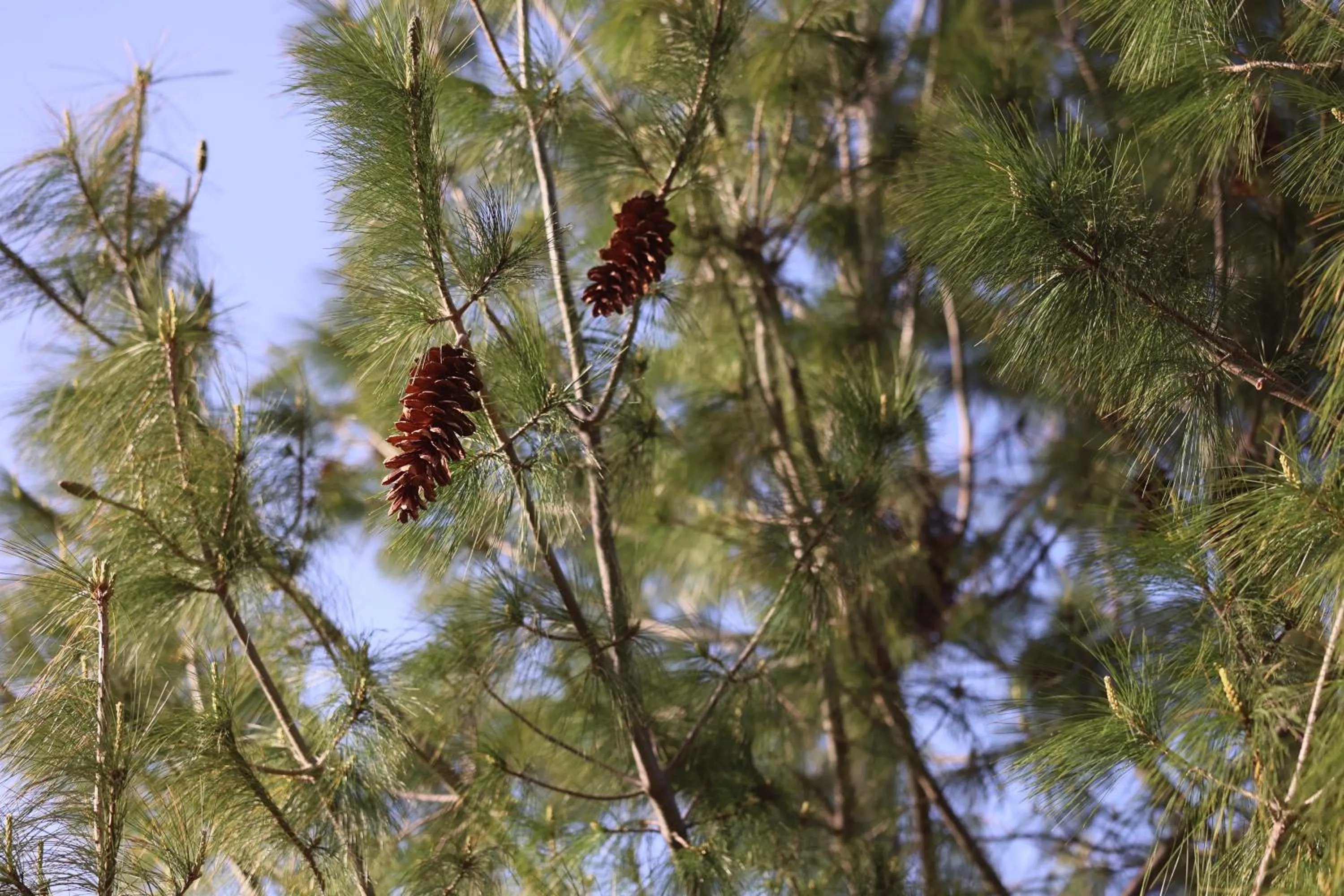 Spring in Casanova Inn - Boutique Hotel