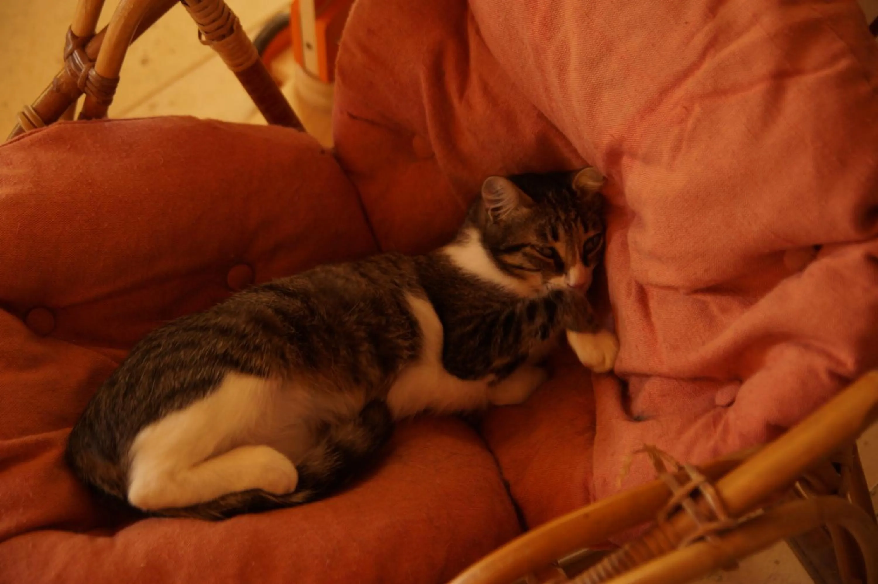 Pets in Le Grand Noë