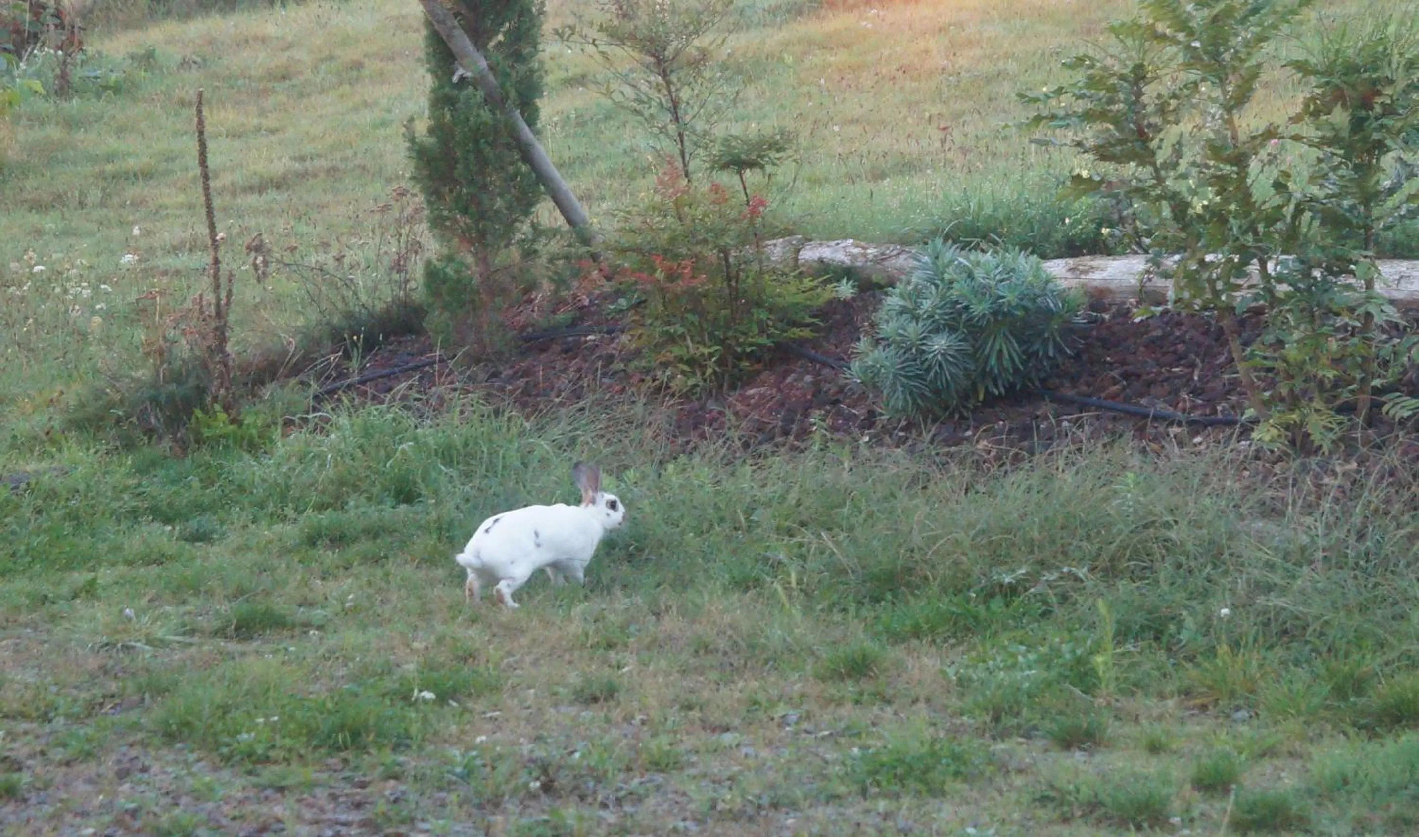 Animals in Le Grand Noë