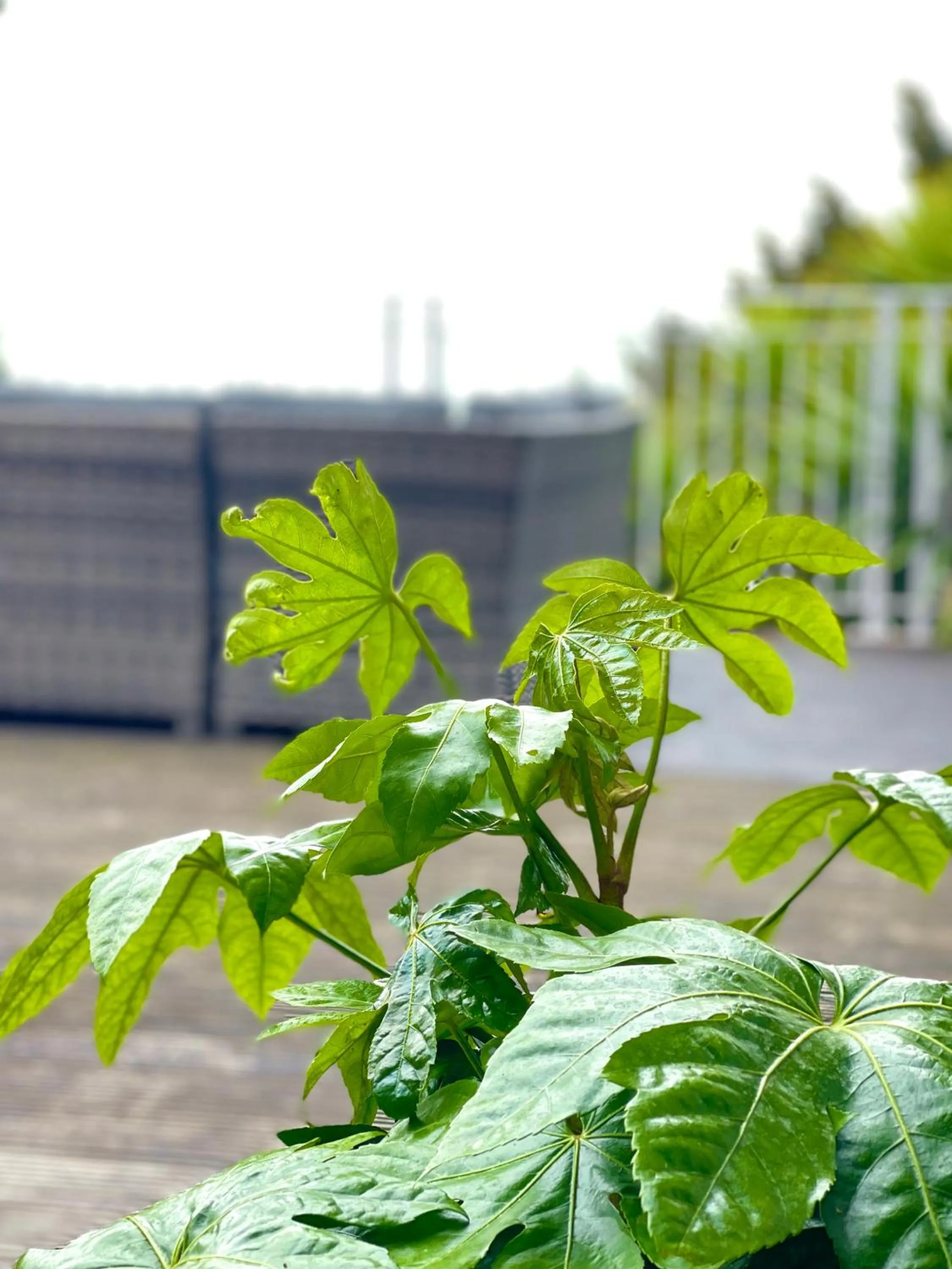 The Wellington Hotel