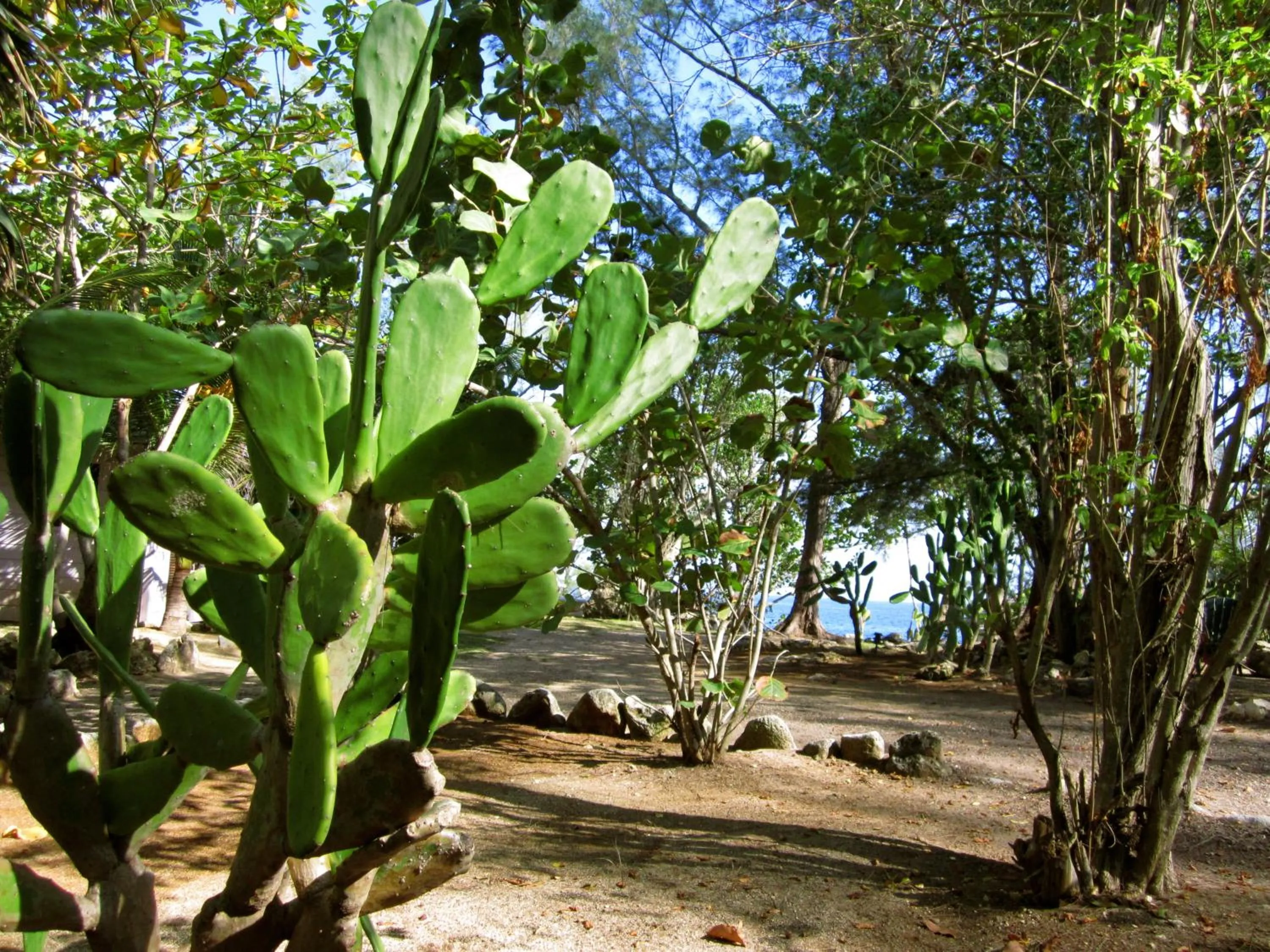 Garden in Tingalaya's Retreat