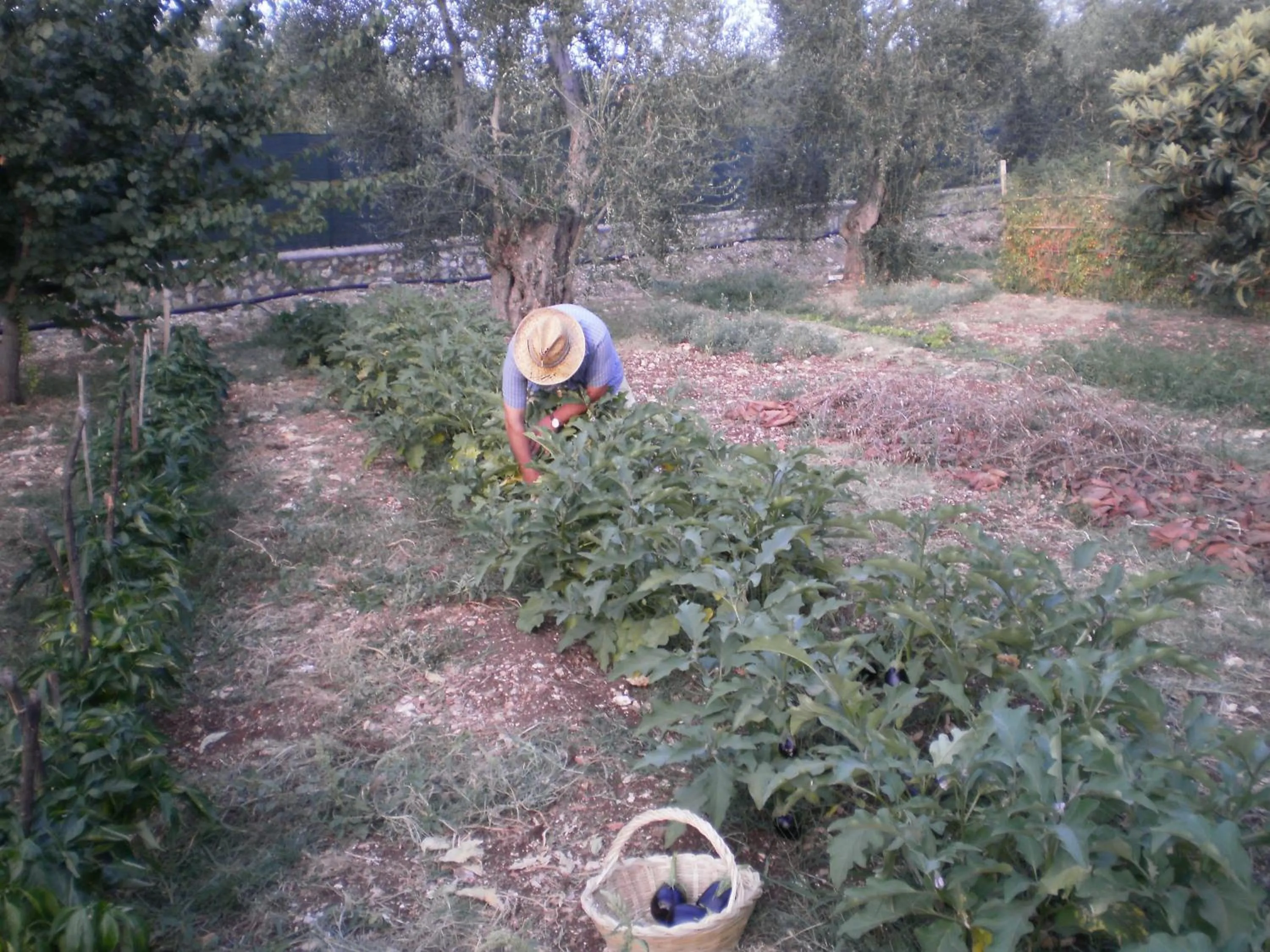 Garden in Poggio di Luna Adults Only