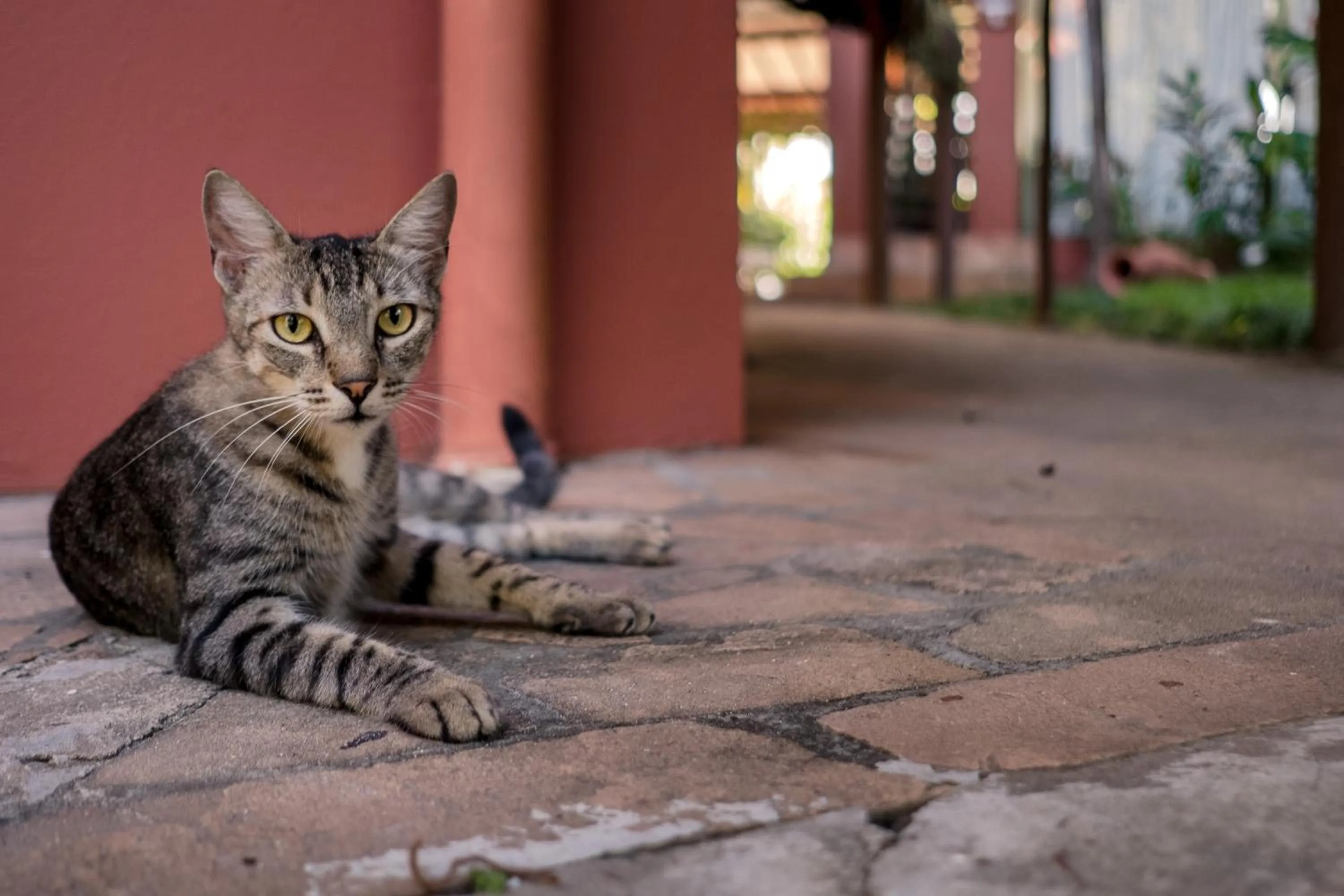 Animals in Hotel Porto do Zimbo