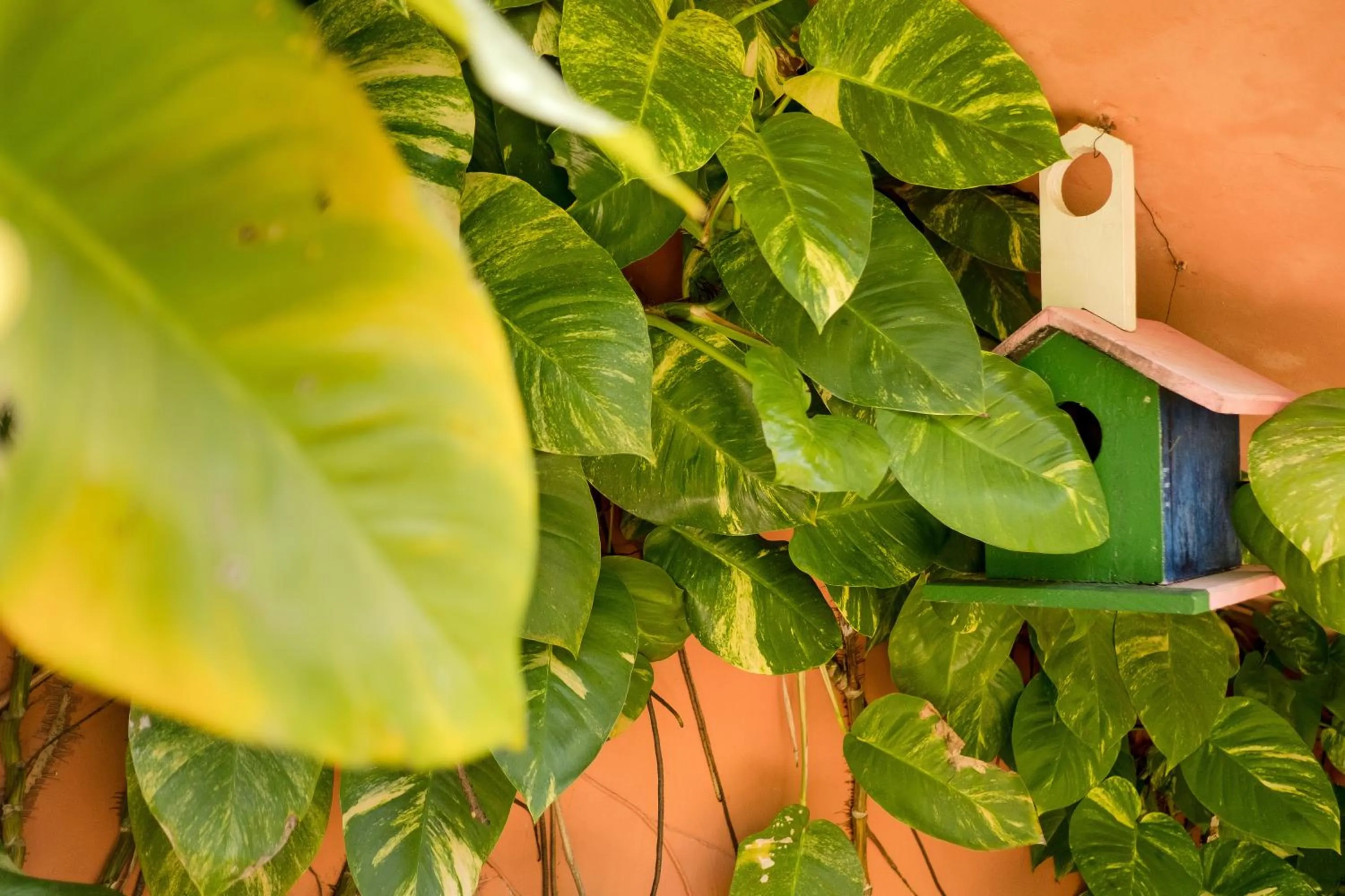 Garden in Hotel Porto do Zimbo
