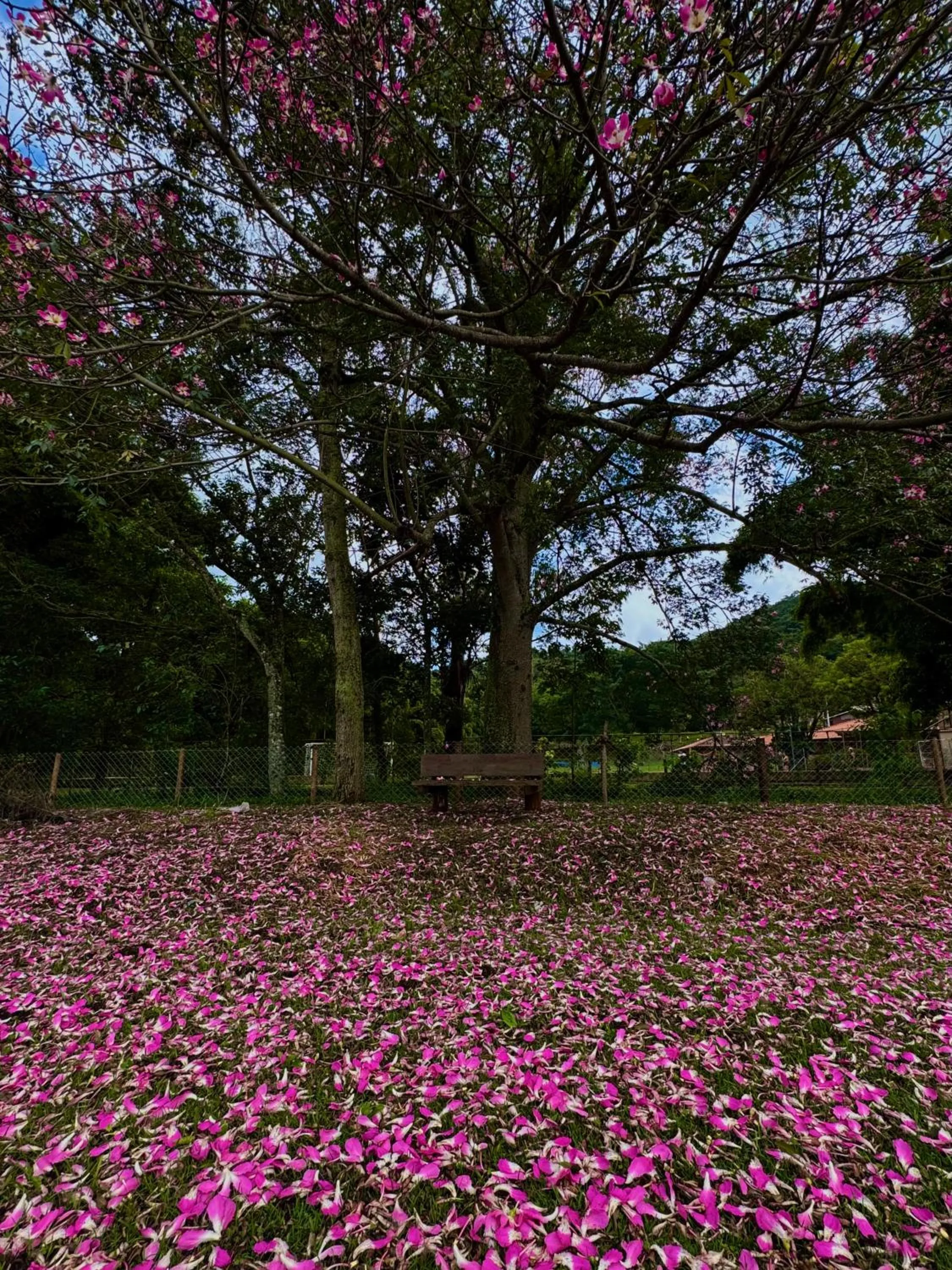 Spring in Hotel Campestre Atibaia
