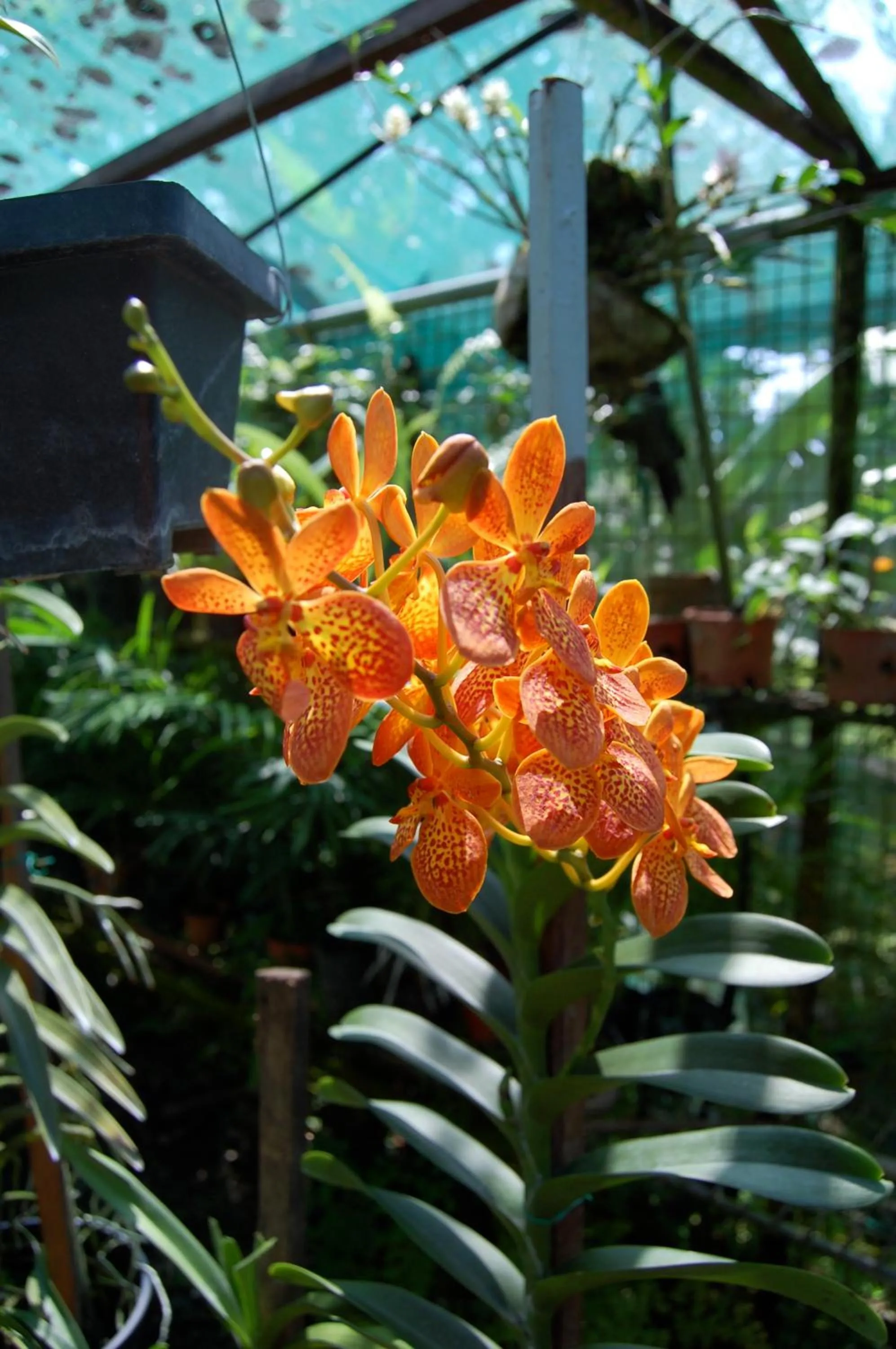 Garden in Madang Resort