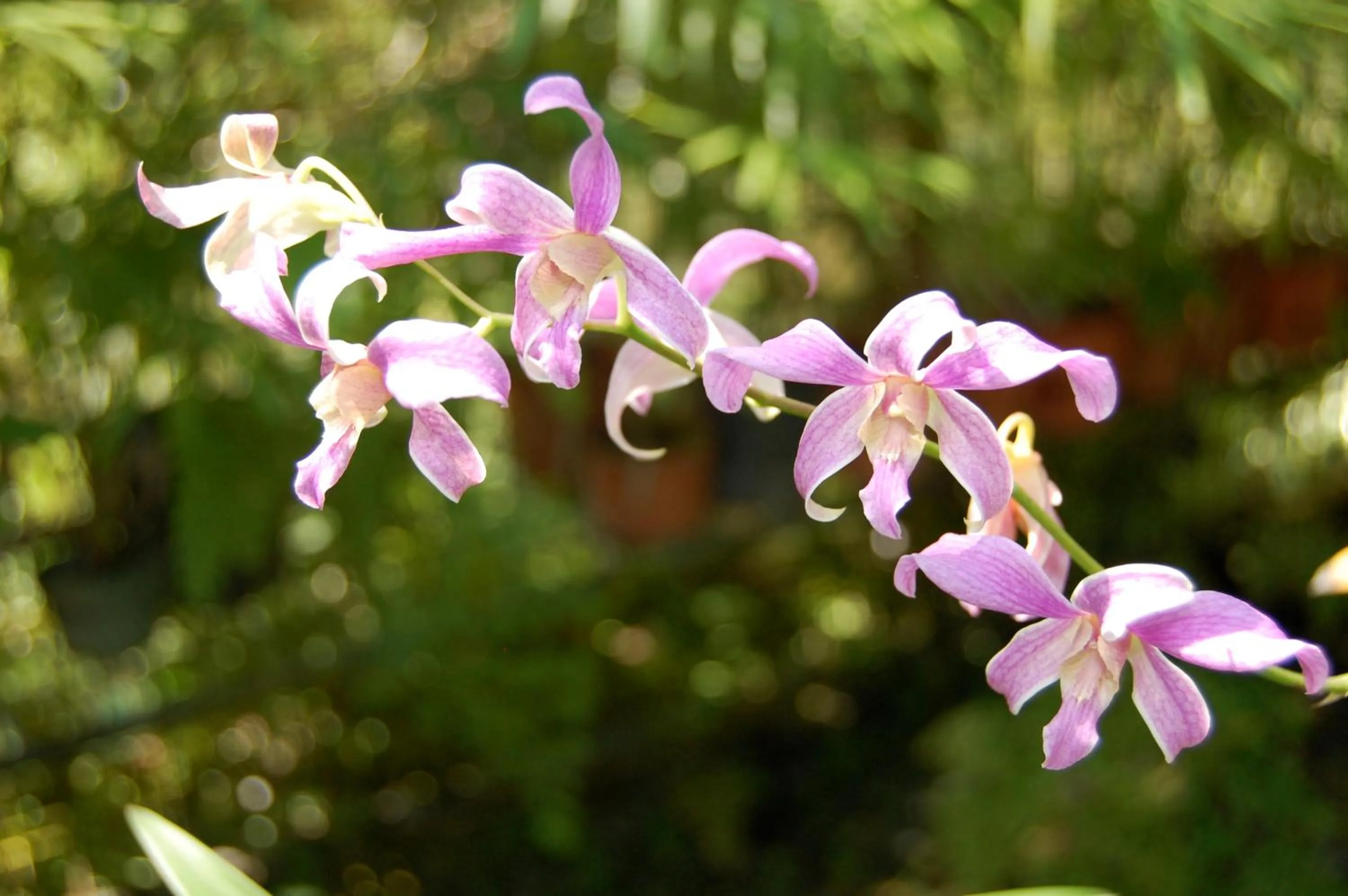 Garden in Madang Resort
