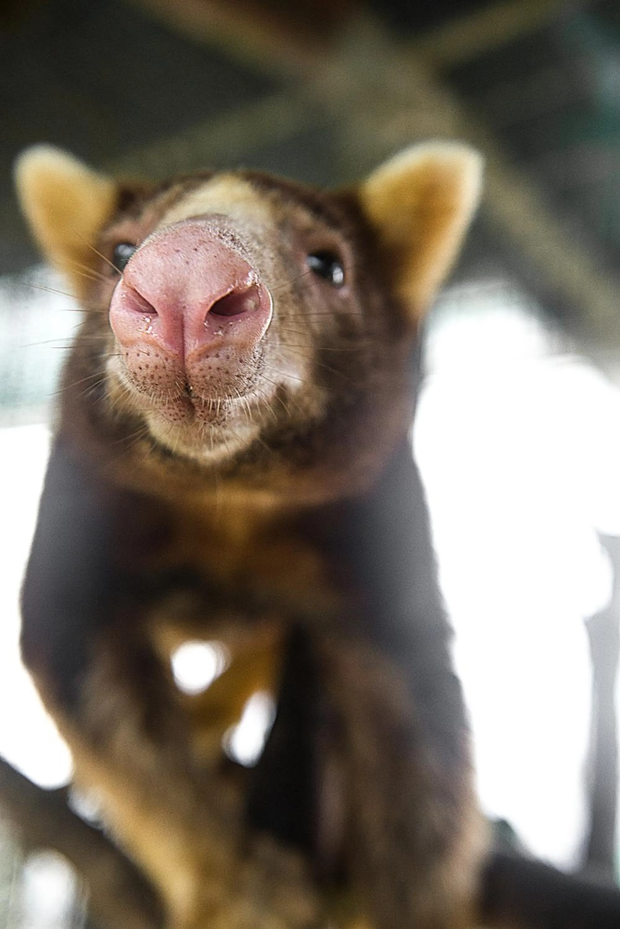 Activities in Madang Resort