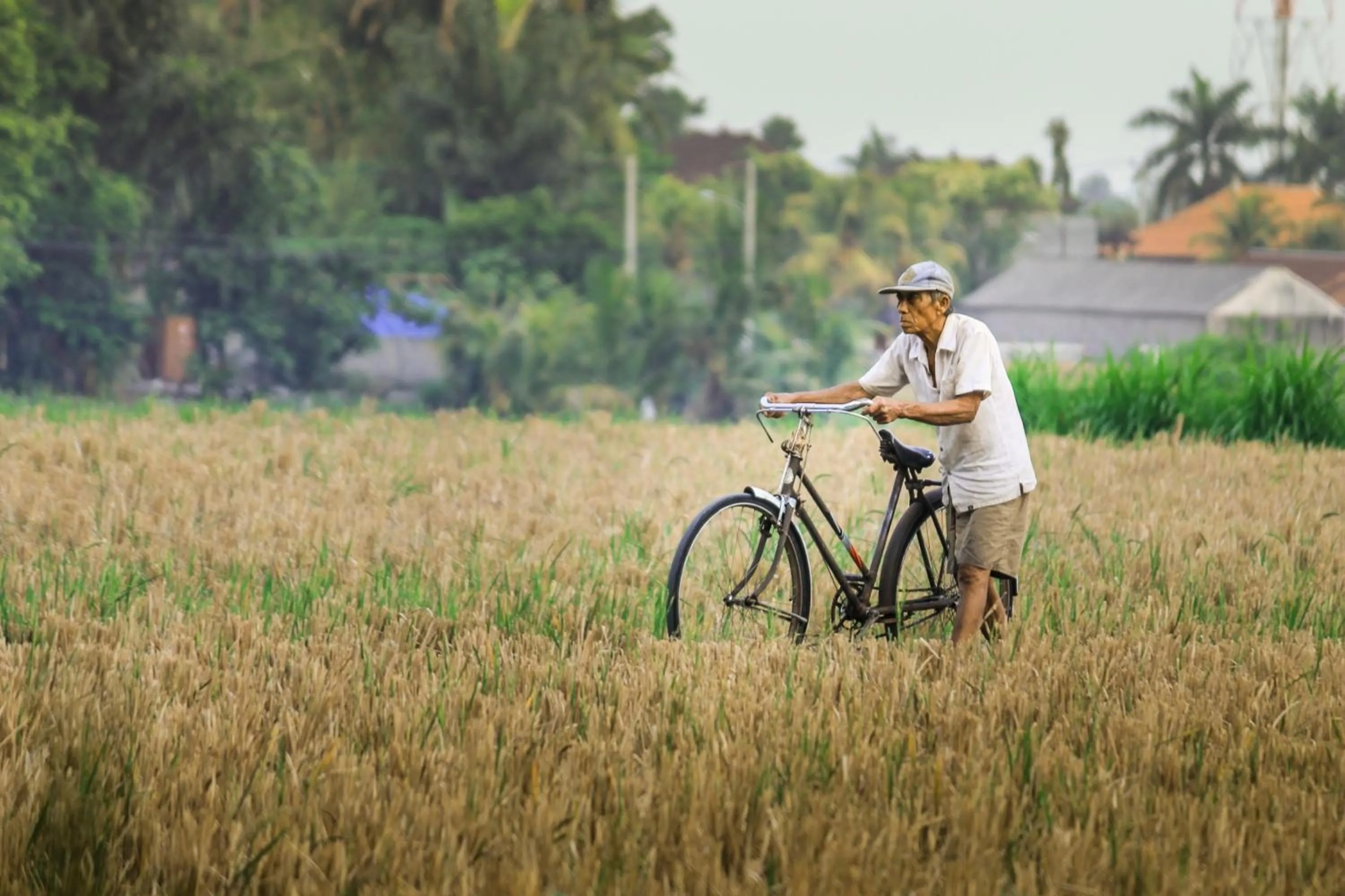Bird's eye view in Umasari Rice Terrace Villa by AGATA