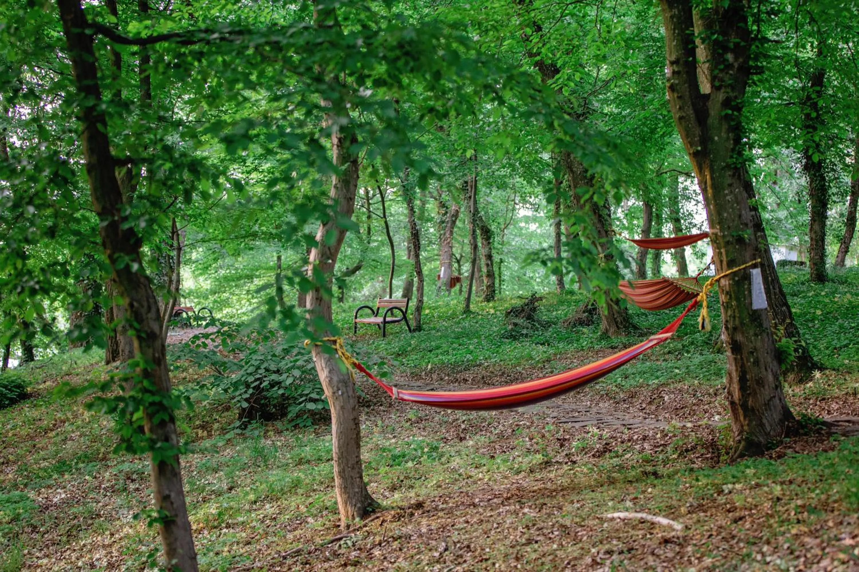 Natural landscape in Hotel International