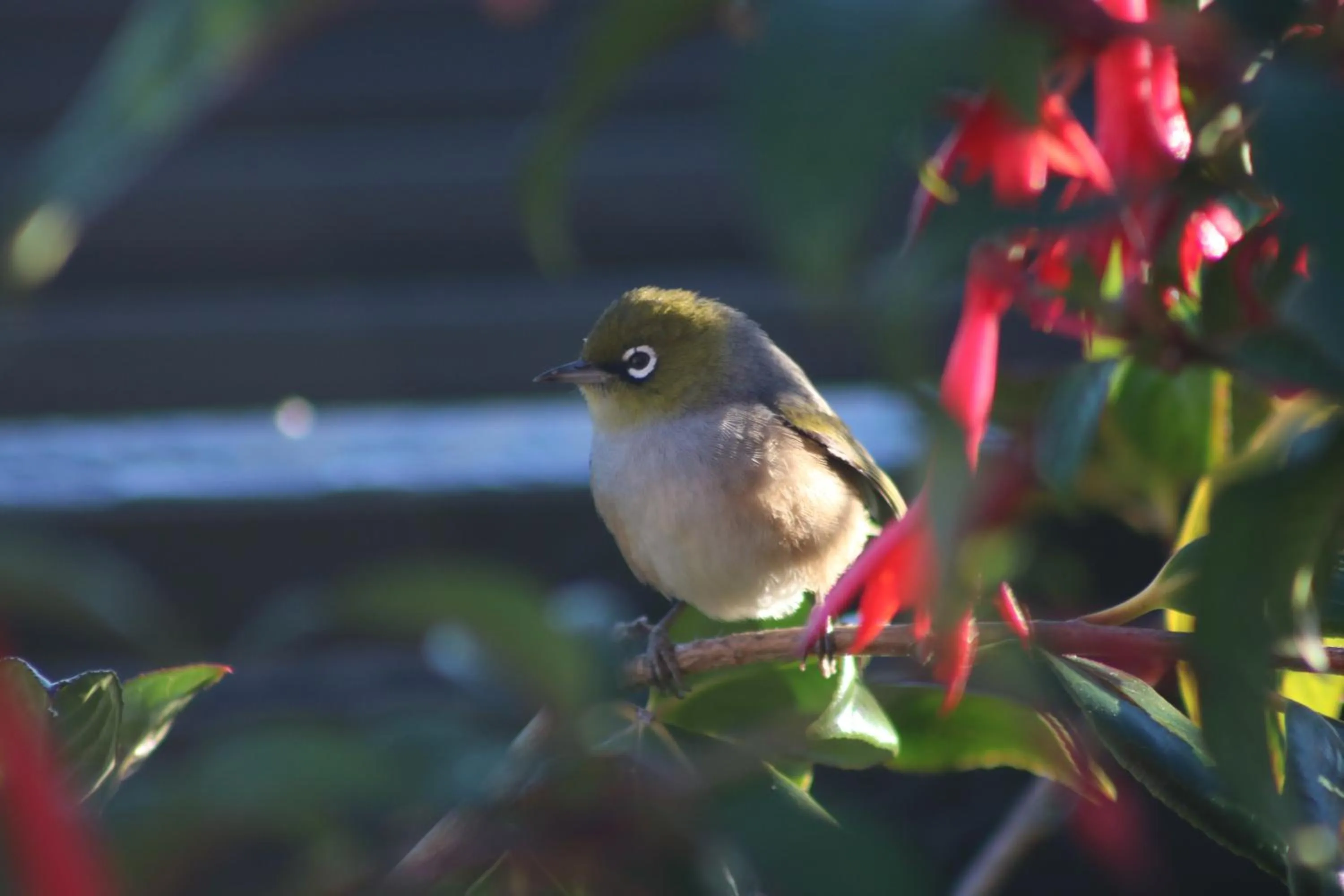 Spring in The Point B&B