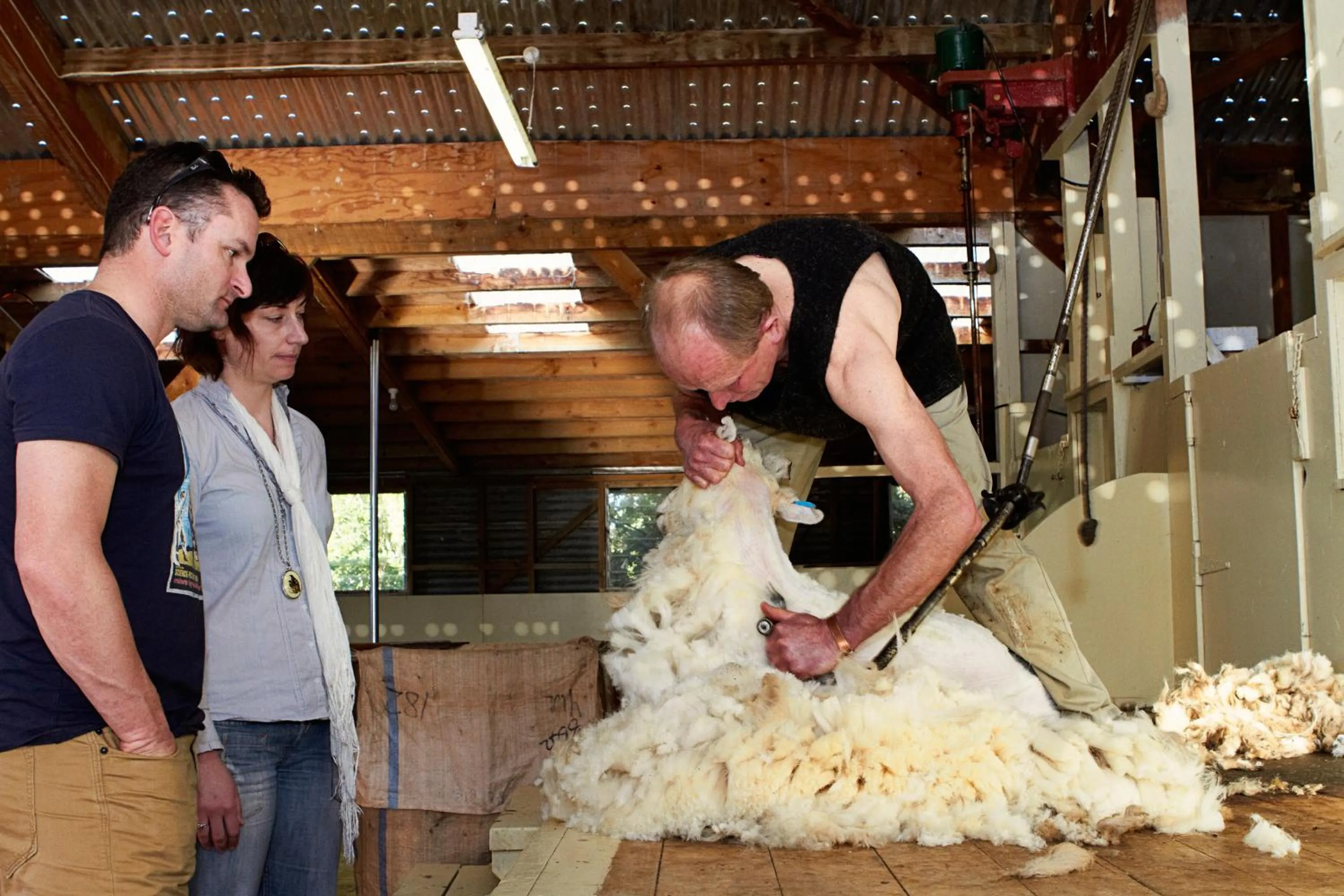 Animals in The Point B&B