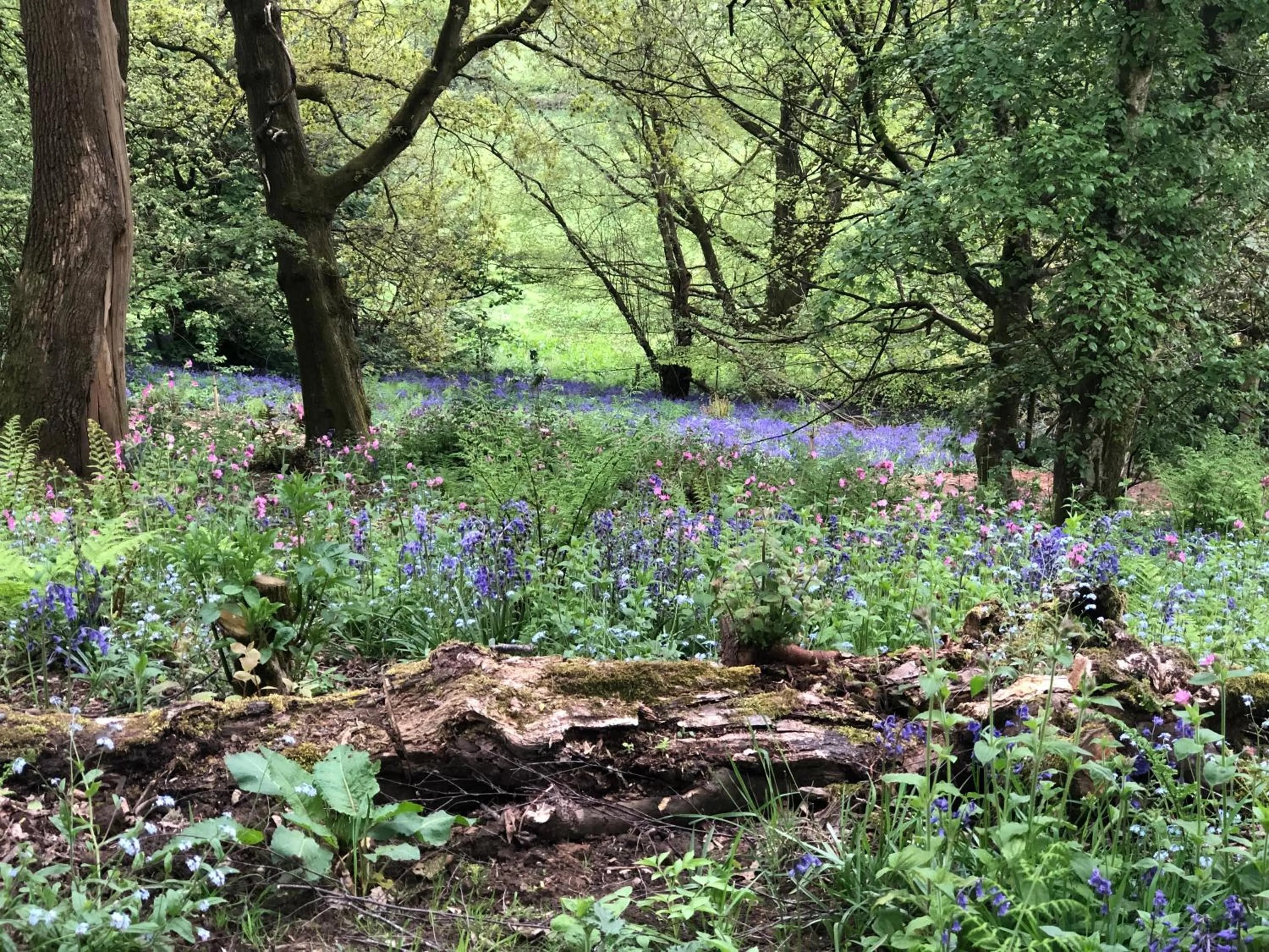 Natural landscape in Wildhive Callow Hall