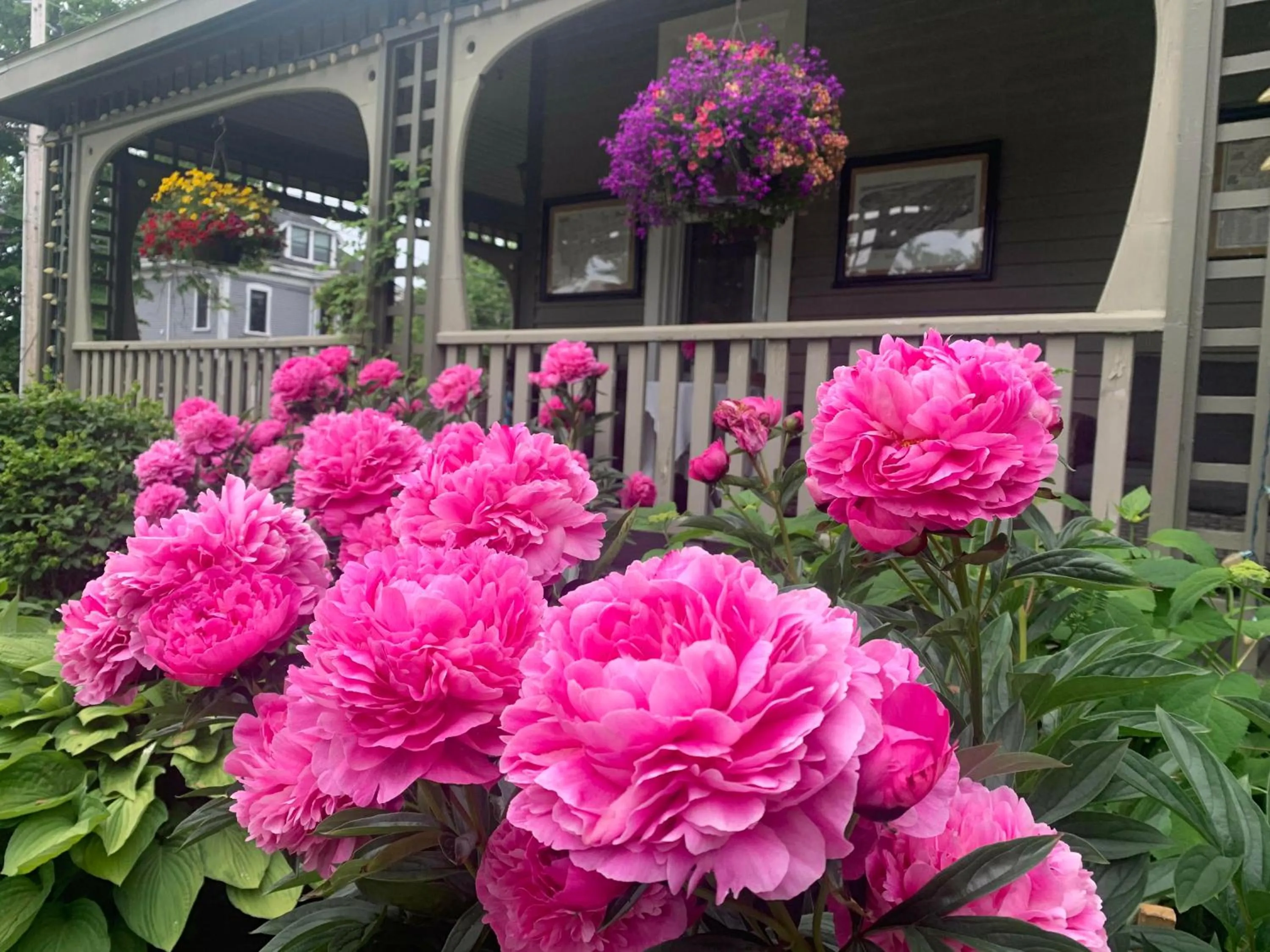 Garden view in No 1 Grafton Inn