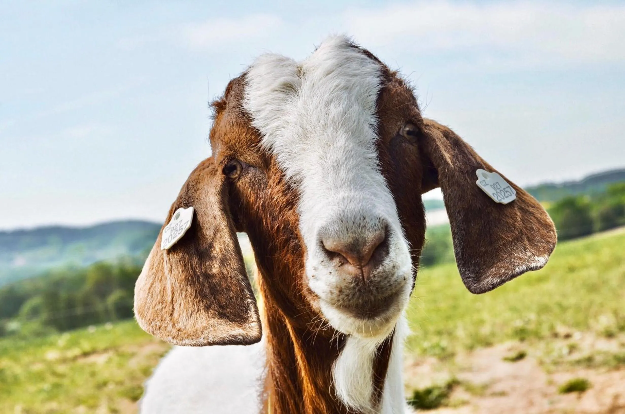 Pets in Resort Čapí Hnízdo