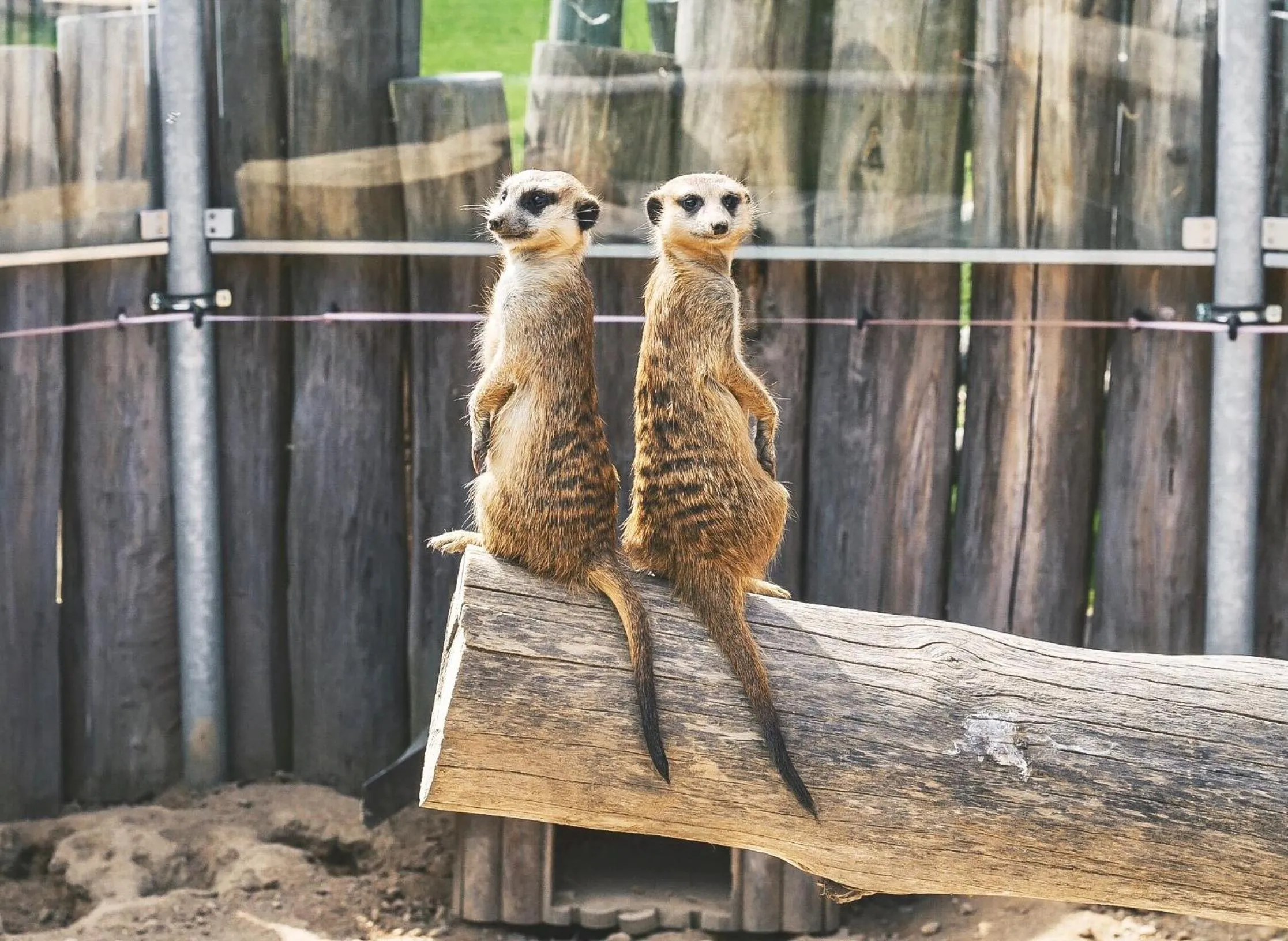 Animals in Resort Čapí Hnízdo