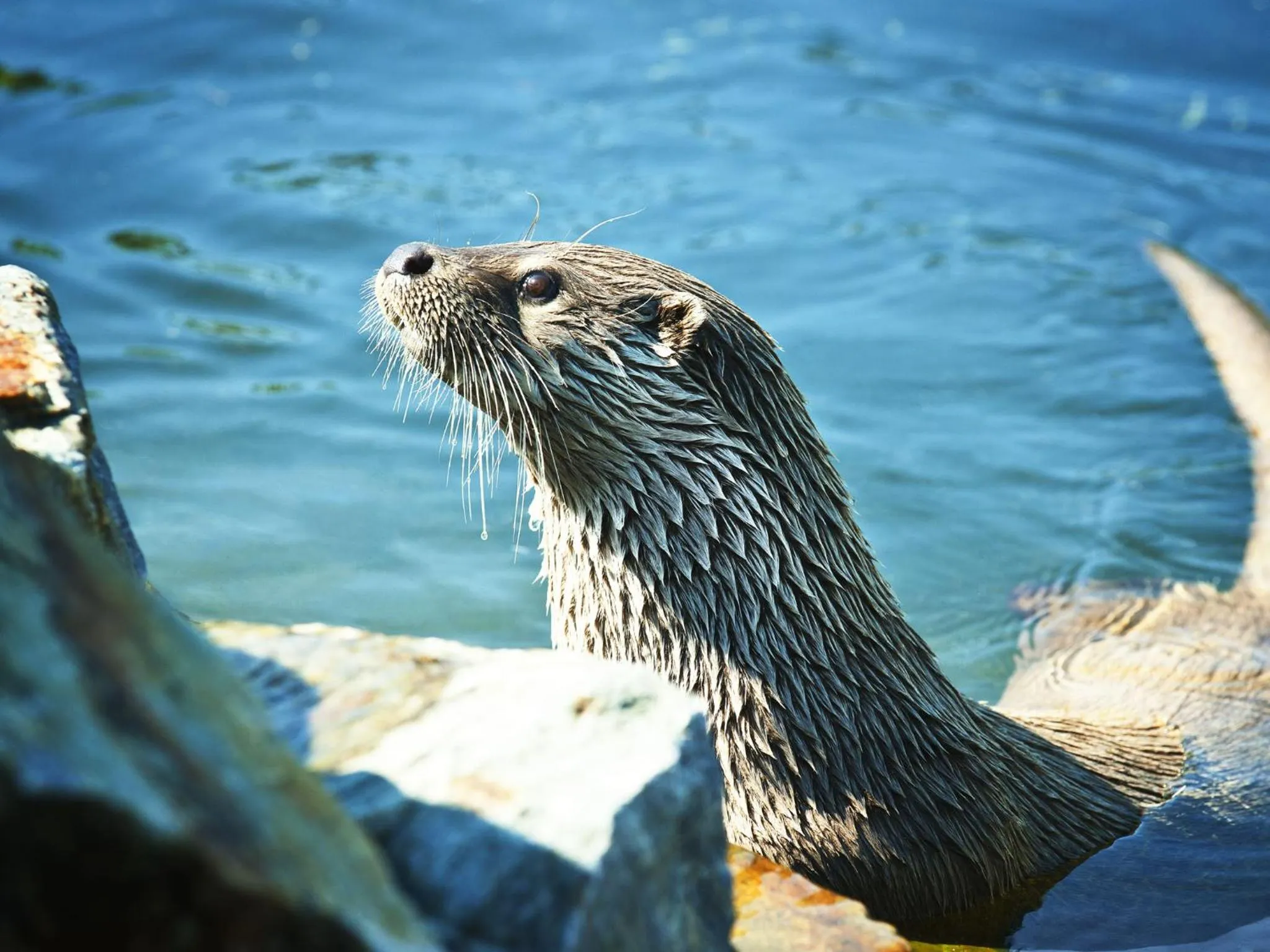 Animals in Resort Čapí Hnízdo