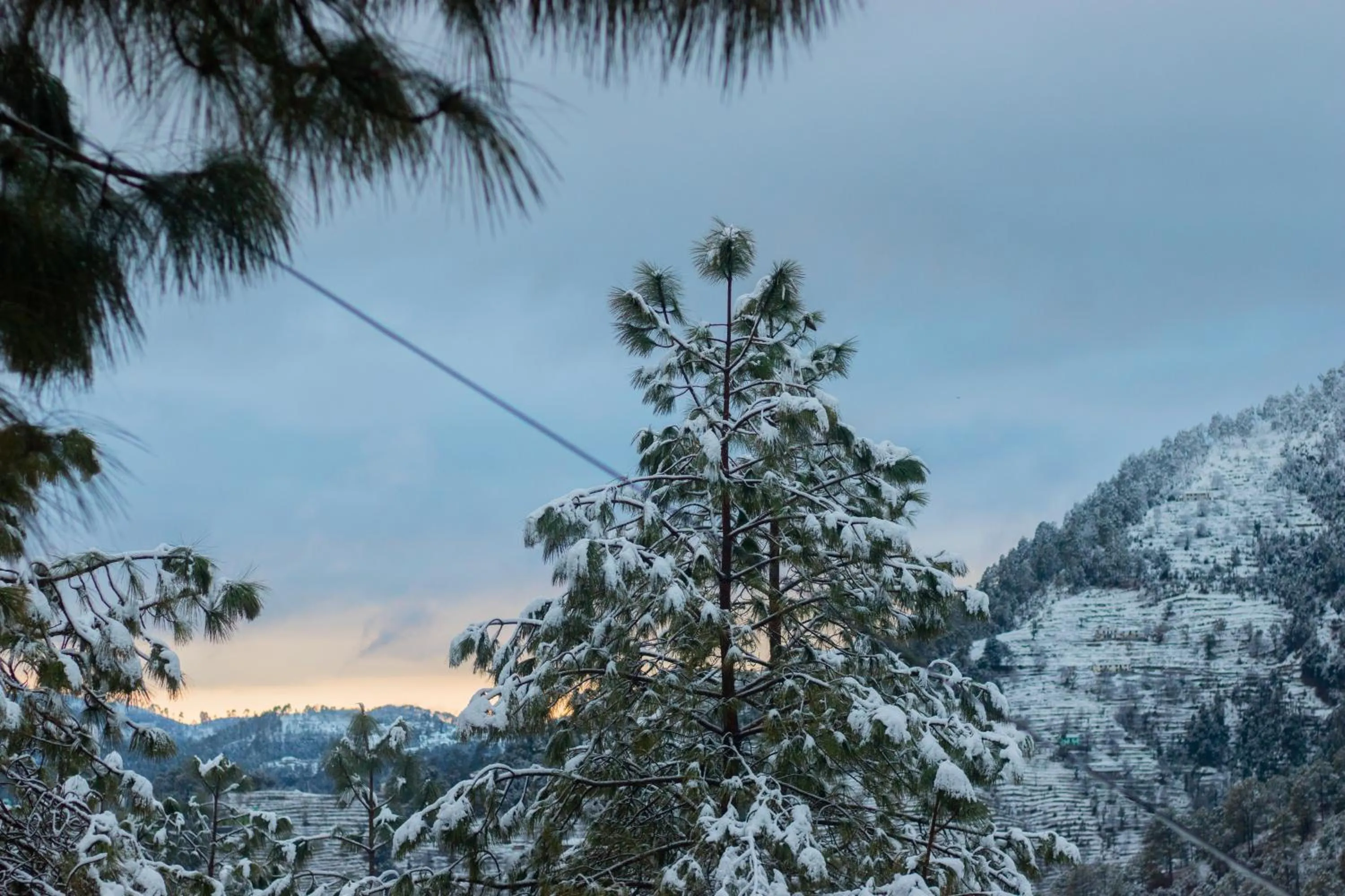 Natural landscape in THEHIMALAYANLIVING WHISTLING PINES