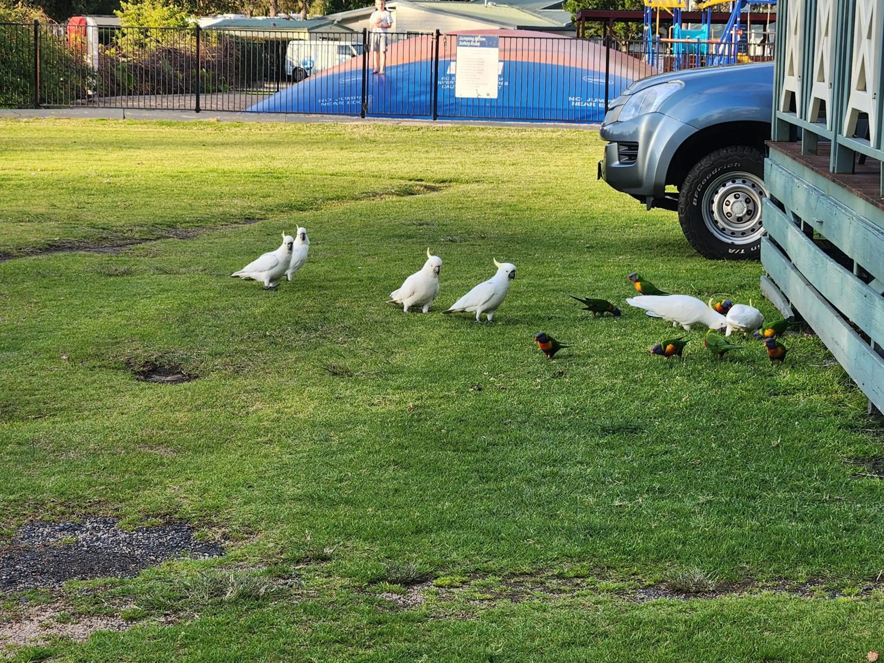 Animals in Eden Gateway Holiday Park