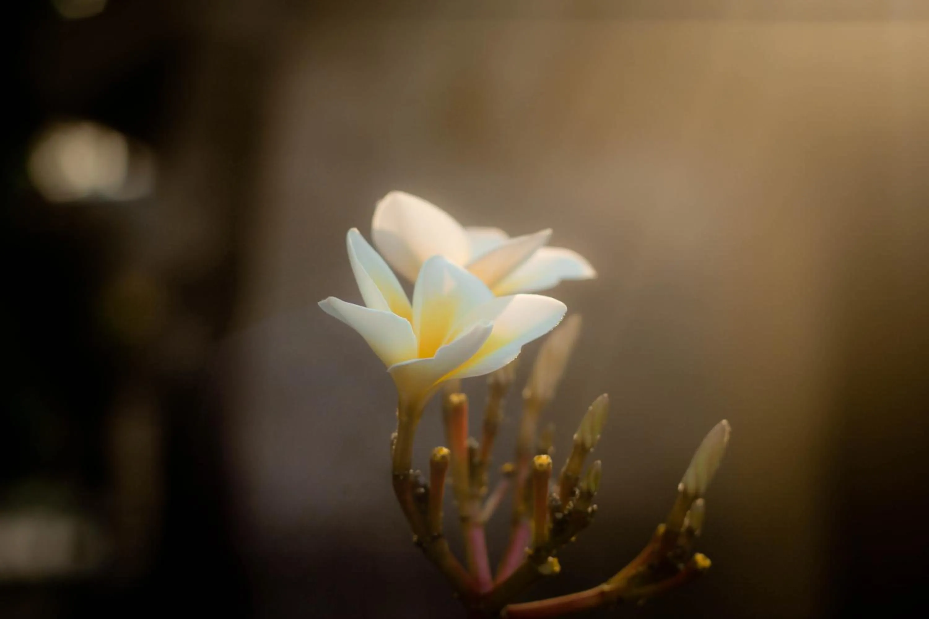 Other in Jepun Didulu Cottages