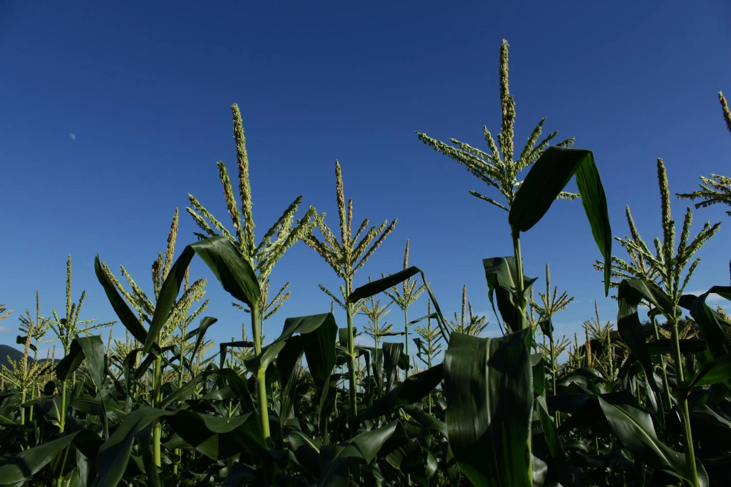 Animals in Yatsugatake Grace Hotel