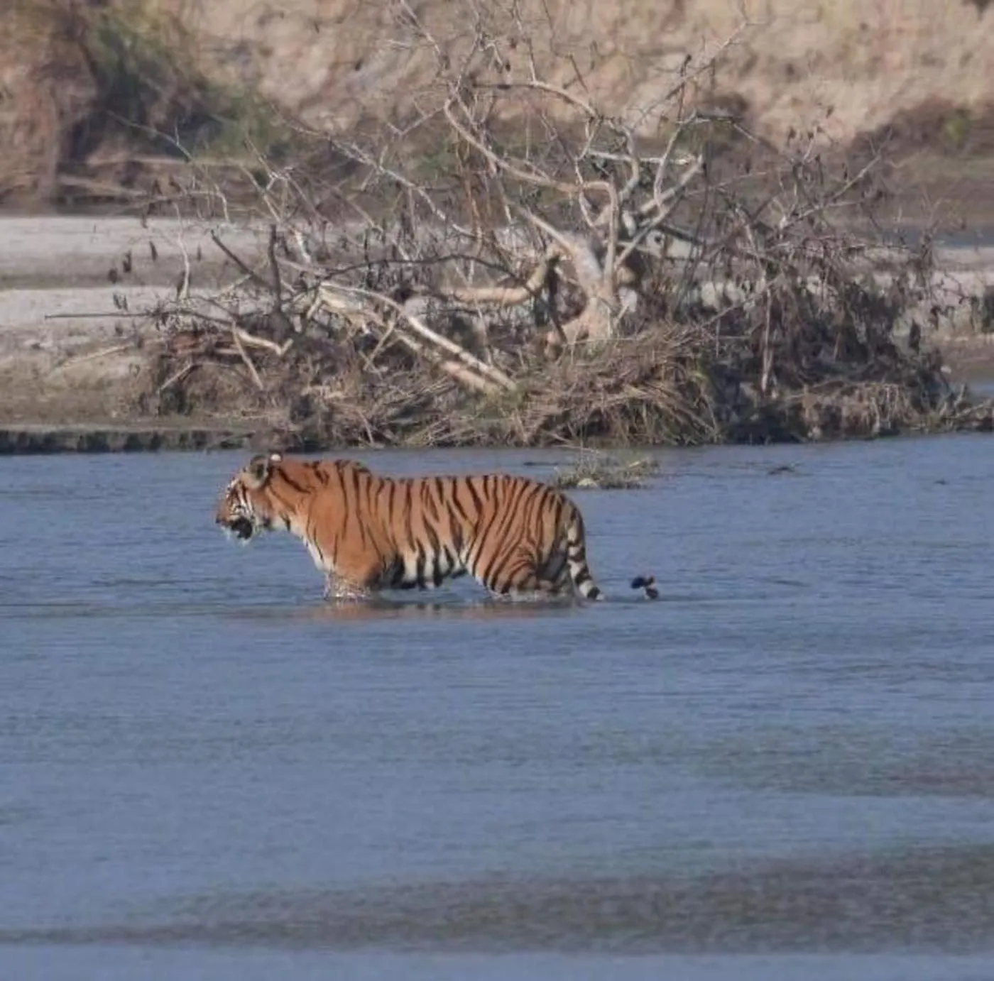 Activities in Travellers Jungle Camp-Sauraha