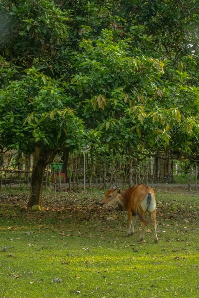Garden in Lendang Eco Lodge