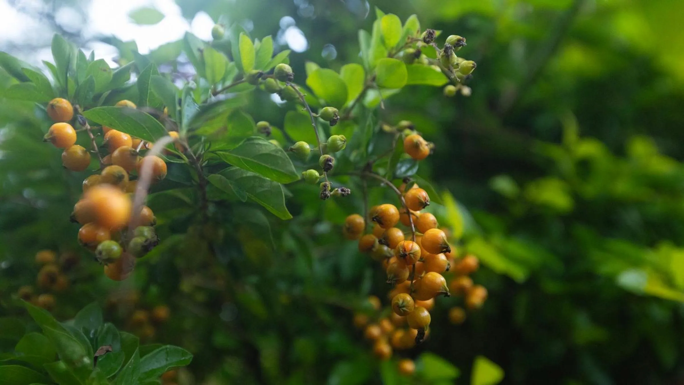 Garden view in De Rock Jungle Living Resort