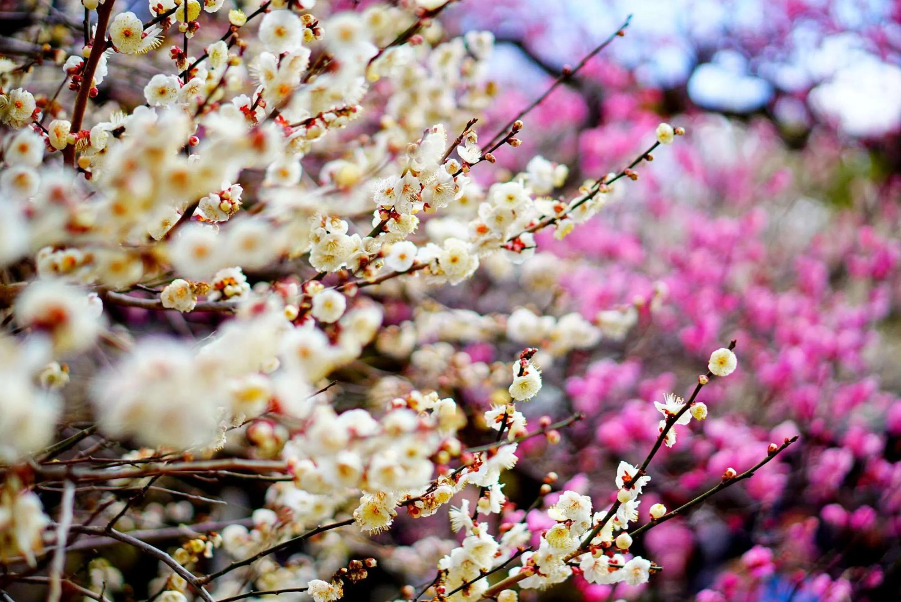 Other in Comfort Inn Kyoto Shijokarasuma