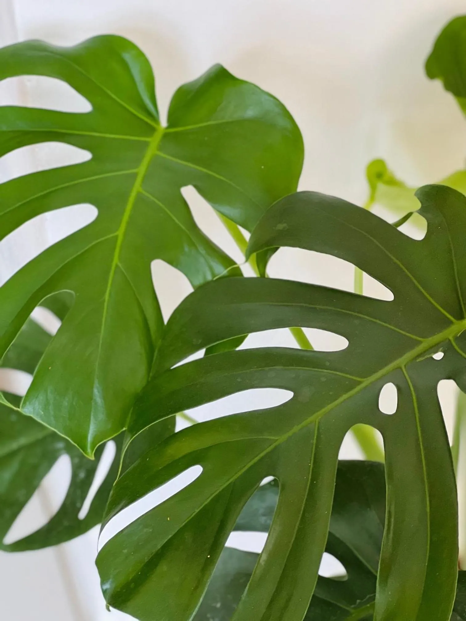Lobby or reception in Hotel TEA - Praia a Mare