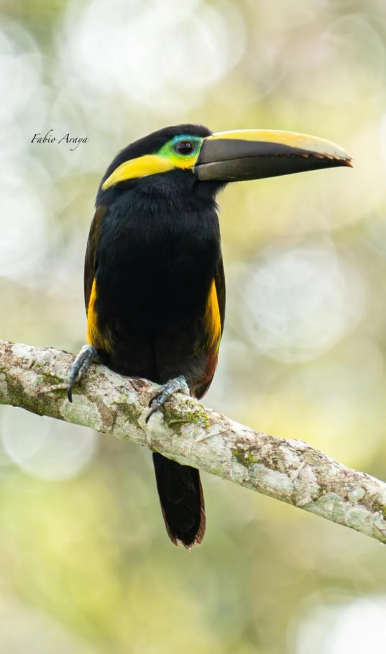 Birds & Breakfast Costa Rica