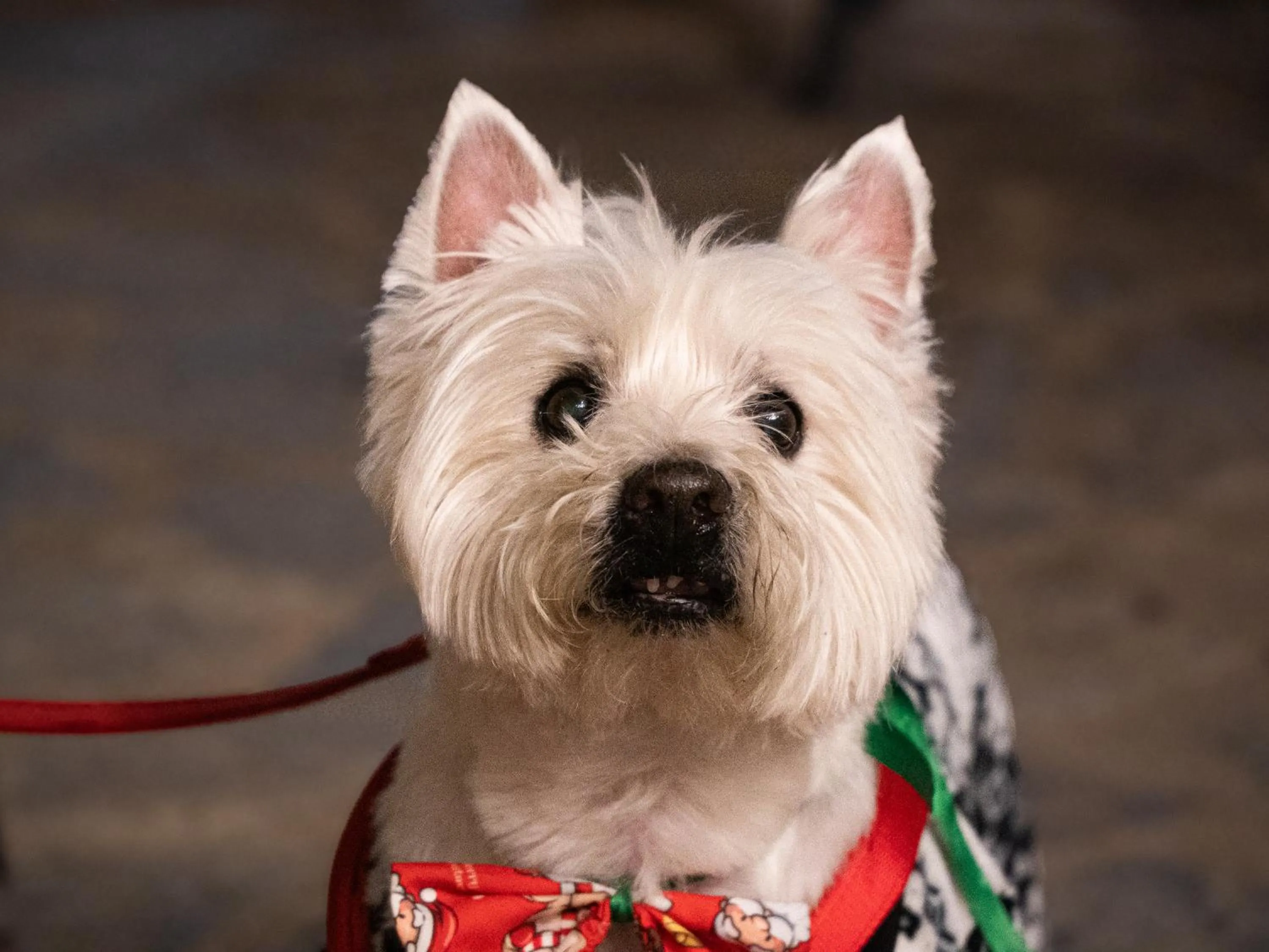 Pets in Hotel Verona Villa de Leyva