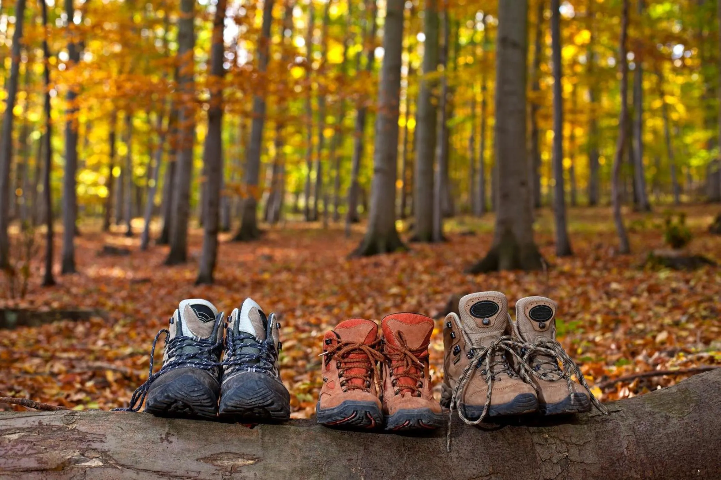 Other in Hotel Lamm Baiersbronn Mitteltal