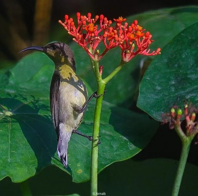 Animals in Niru Homestay