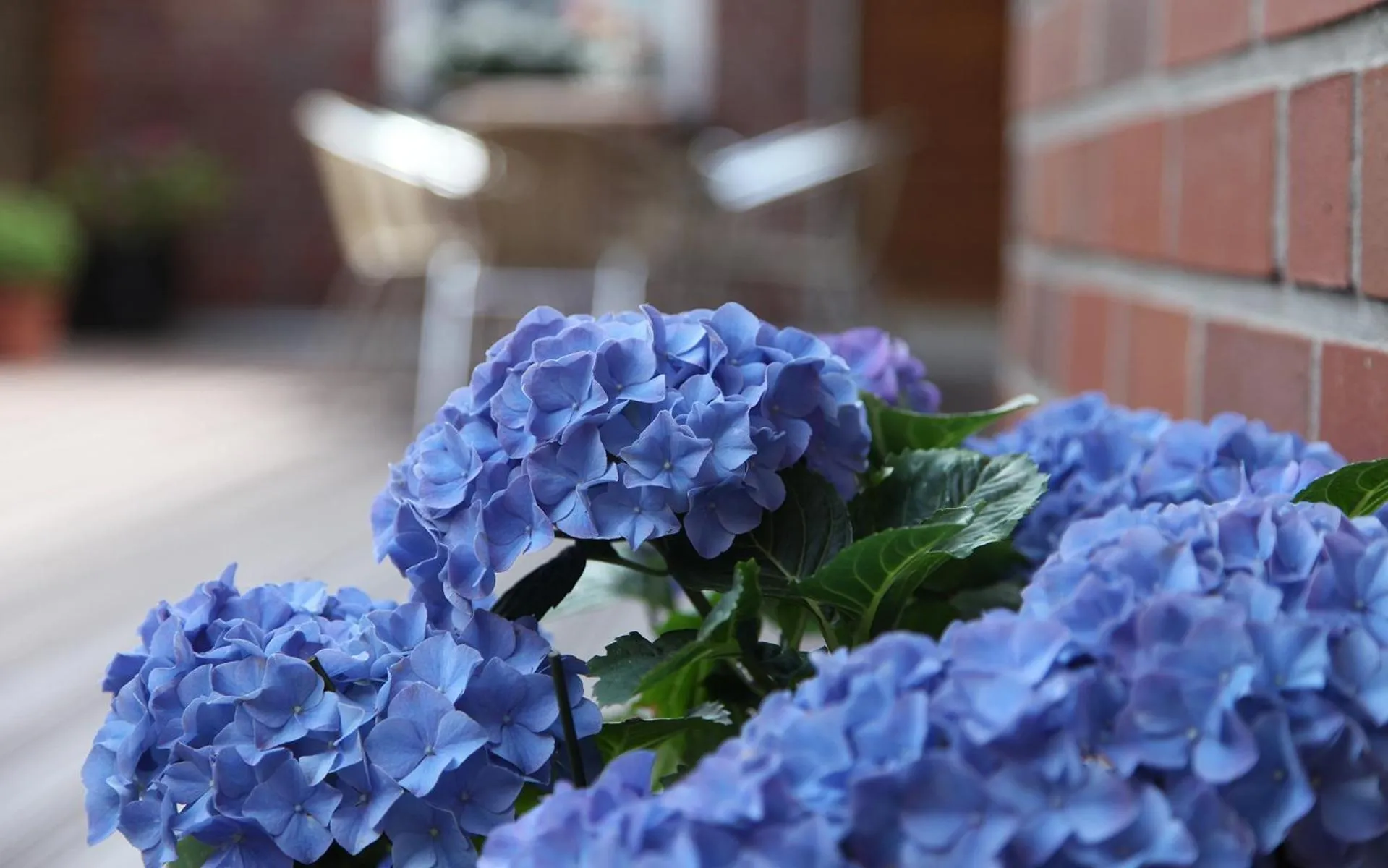 Balcony/Terrace in Cityhotel Amadeus