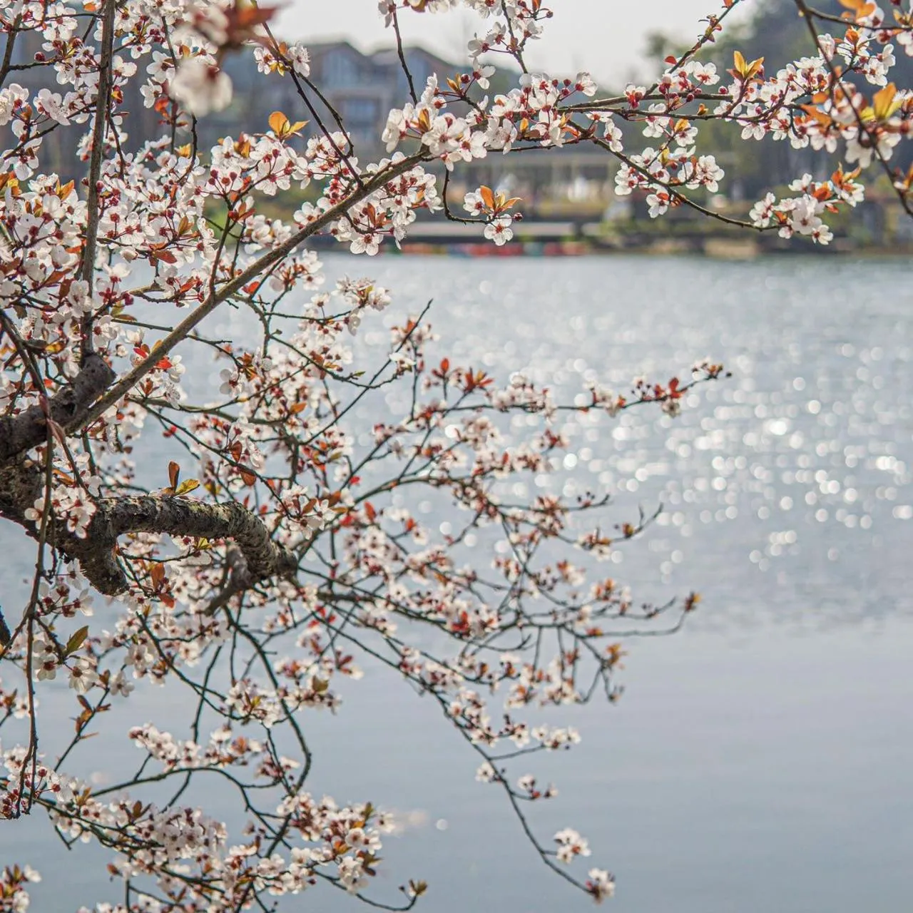 Property building in Melia Chongqing