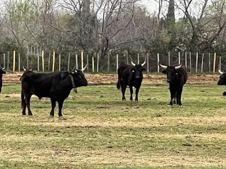 Loft Apartment , La Terrasse Centre Ville d'Arles,