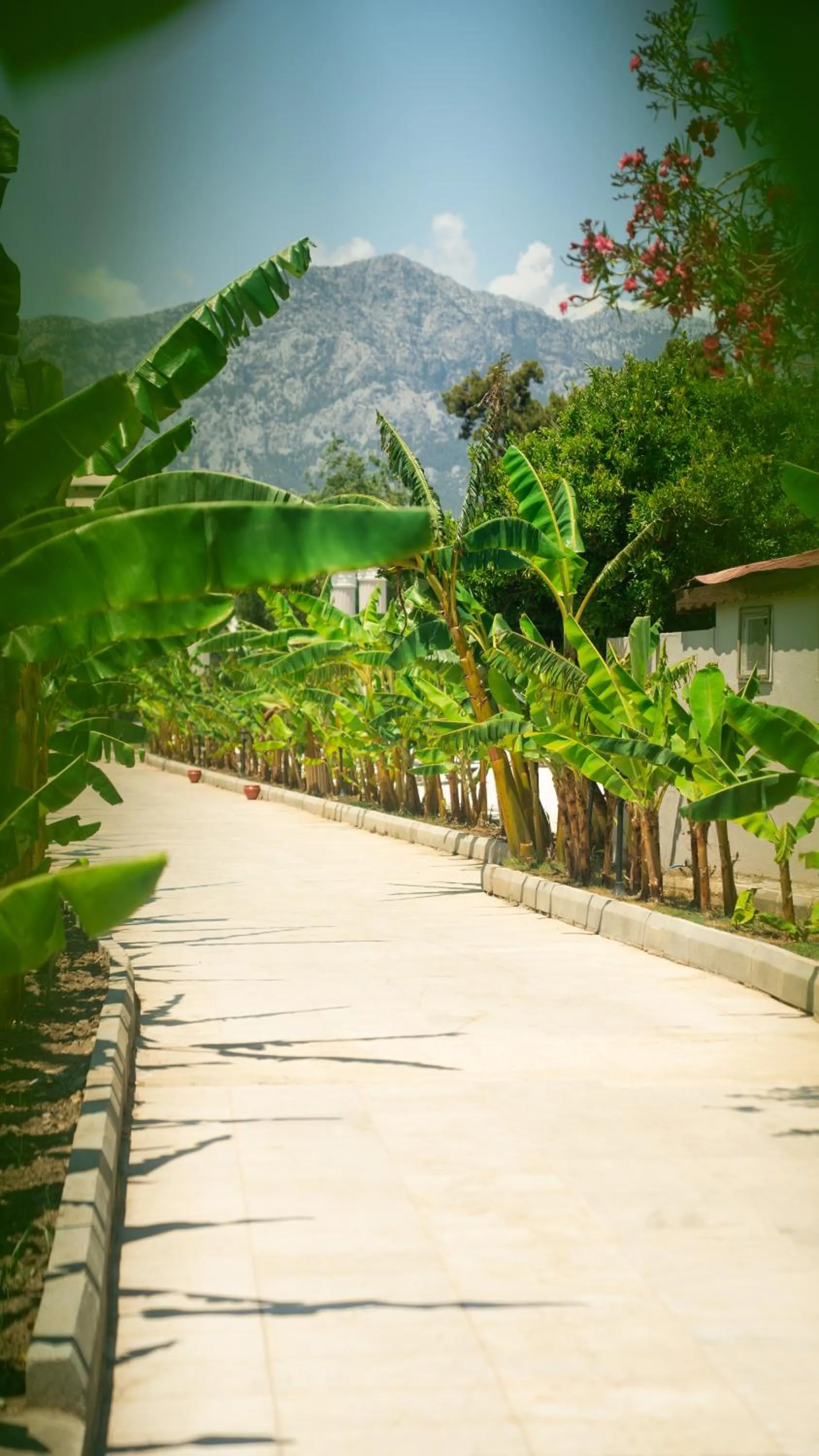 Garden in Miarosa Kemer Beach
