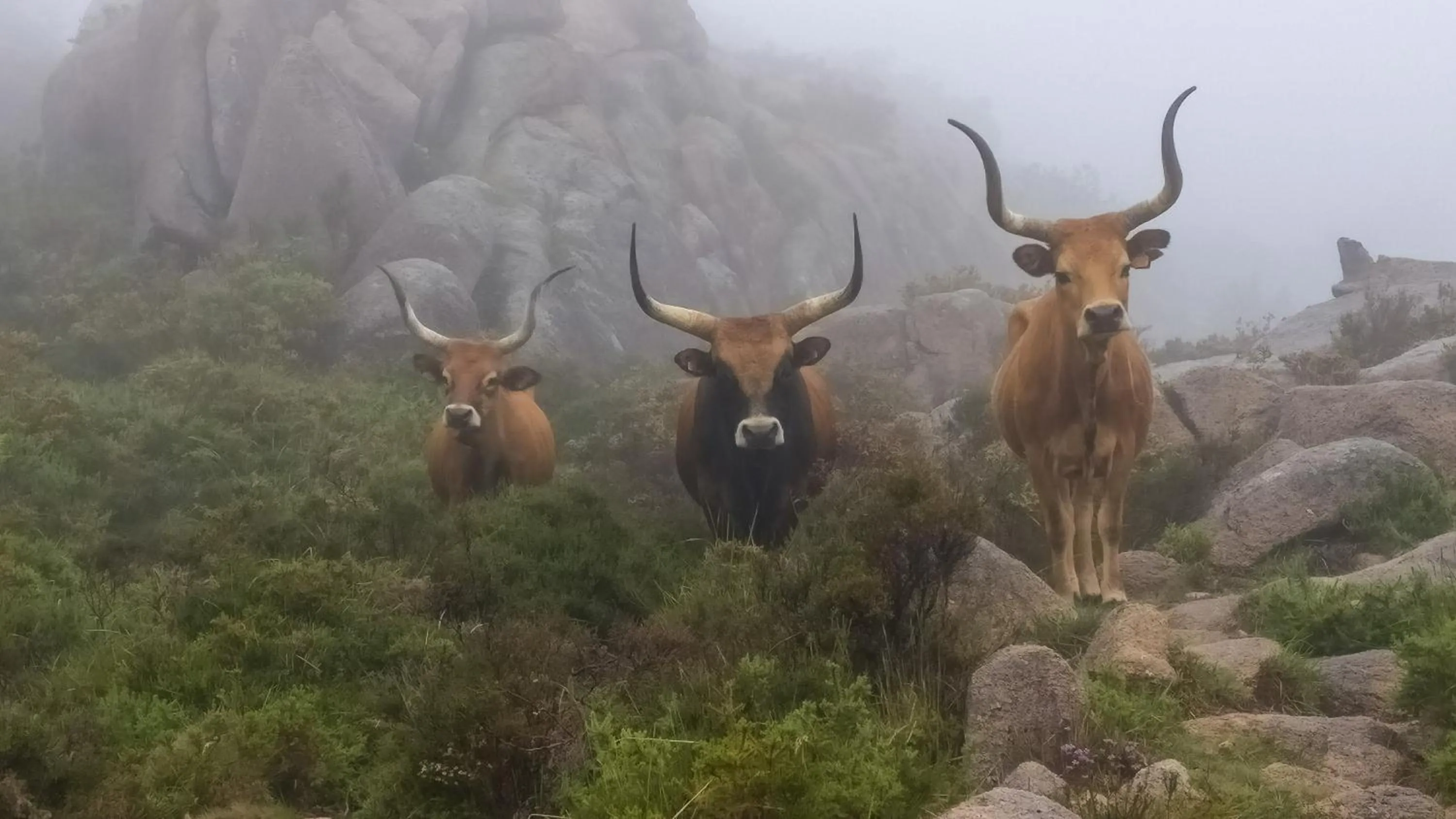Natural landscape in Retiro do Gerês