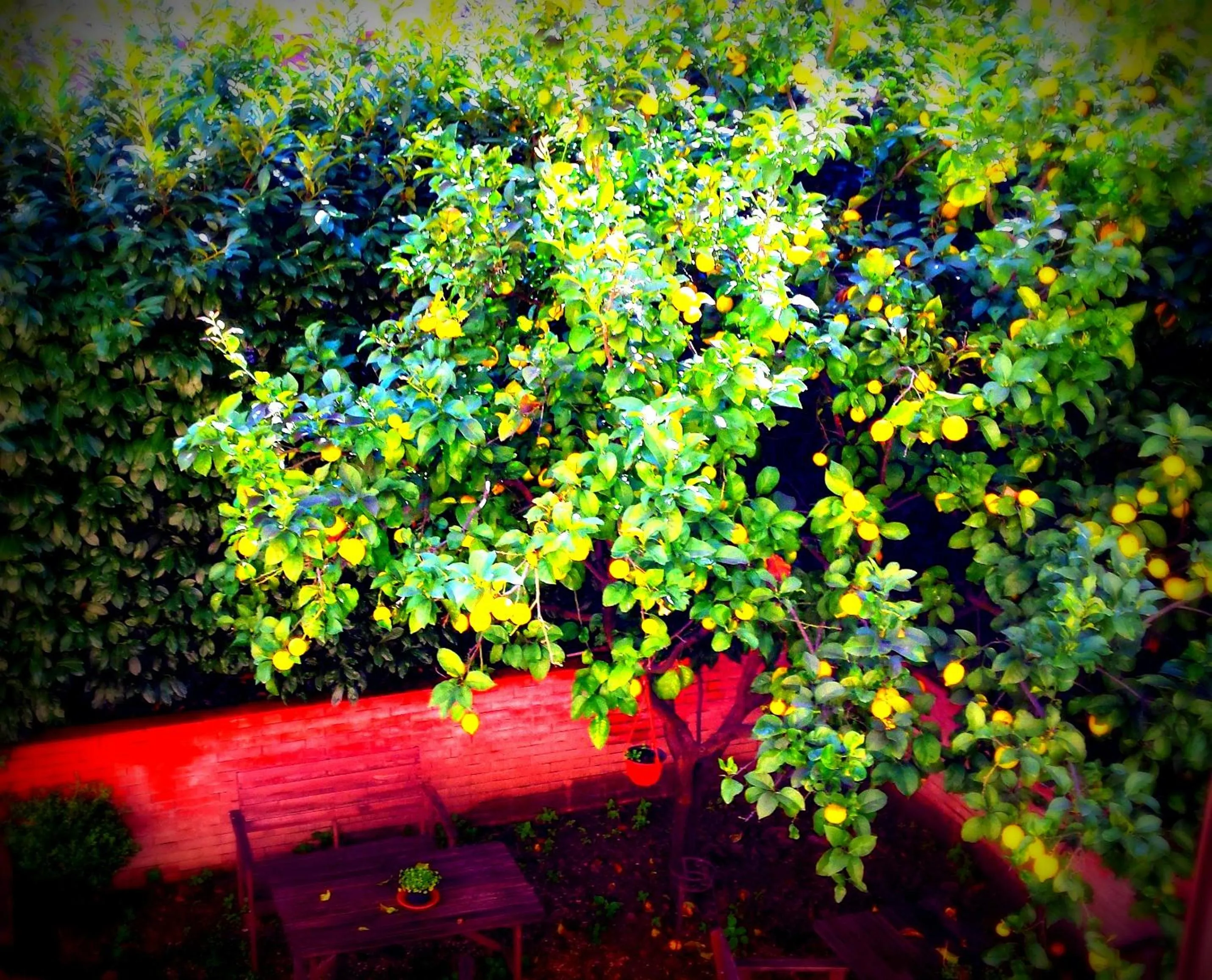 Garden view in St. John Villa