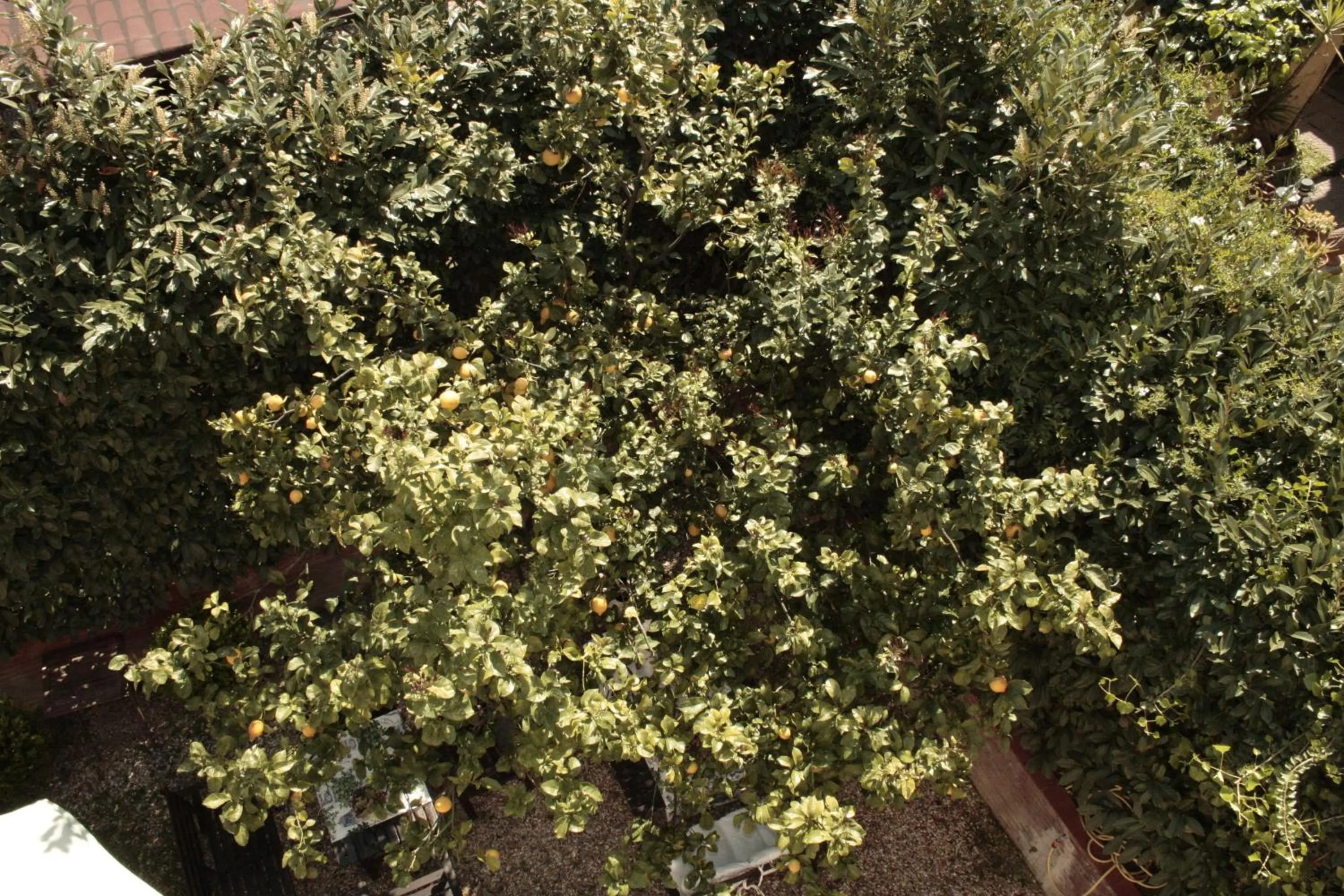 Garden in St. John Villa