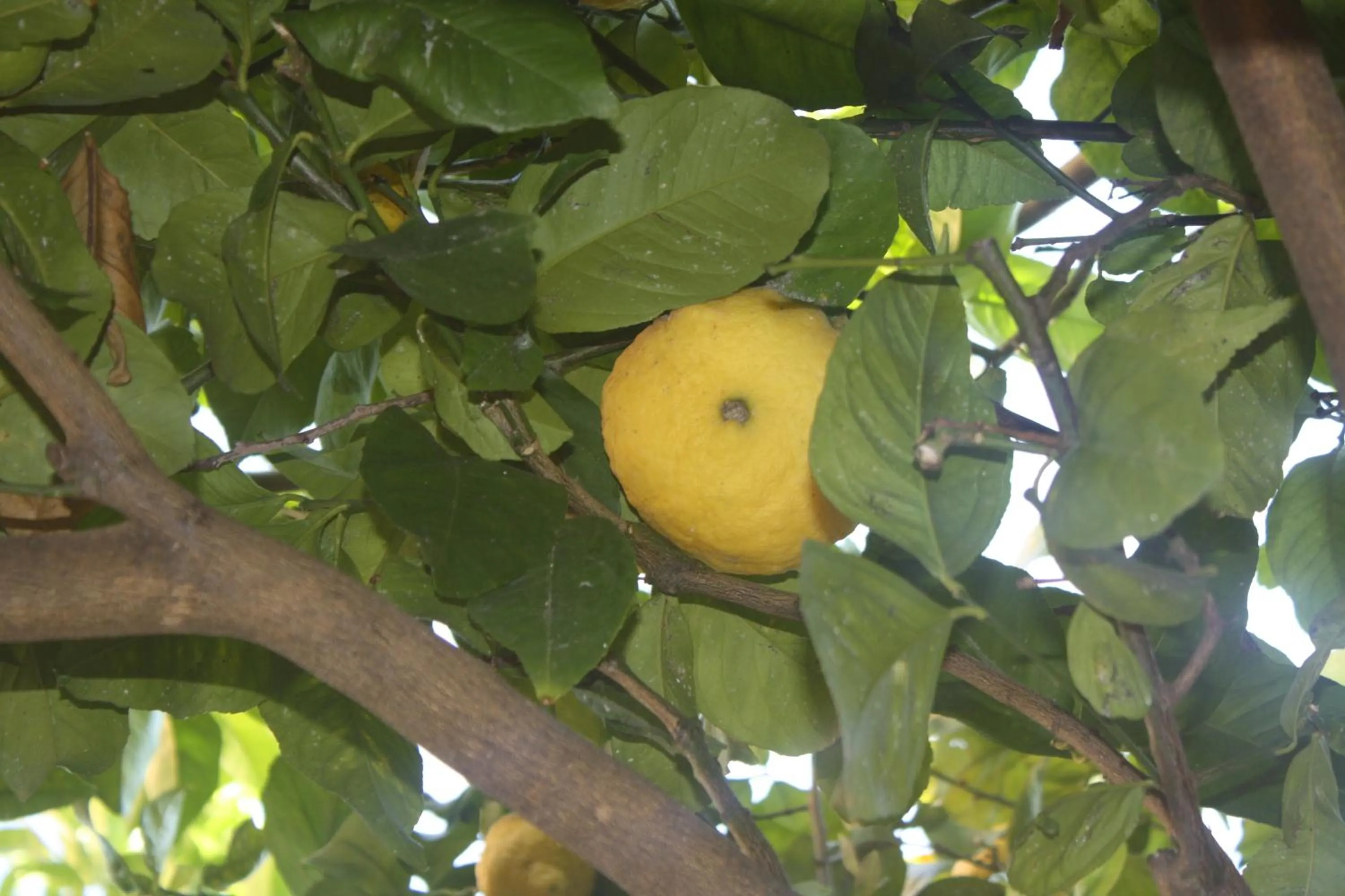 Garden in St. John Villa