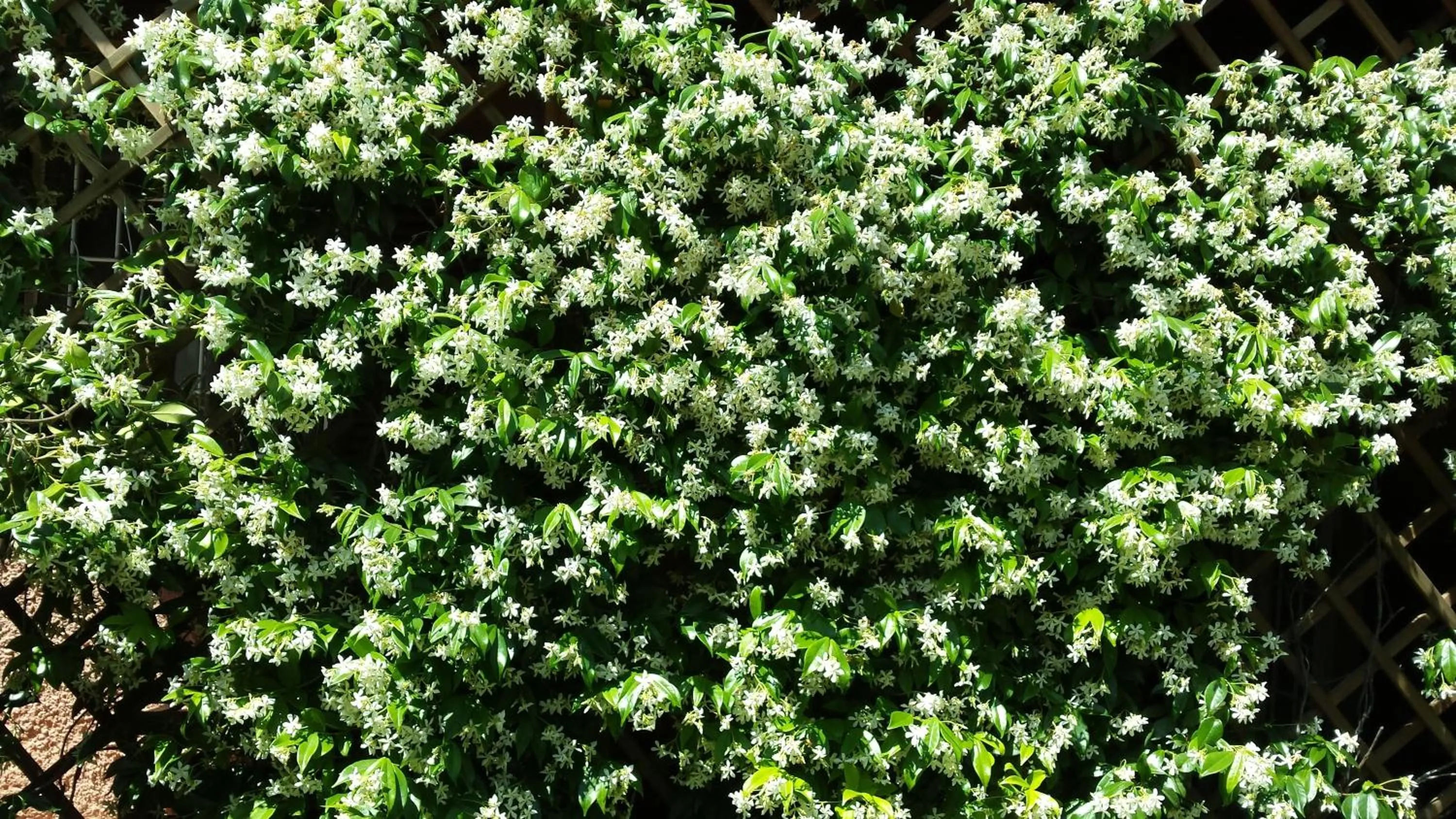 Garden in St. John Villa